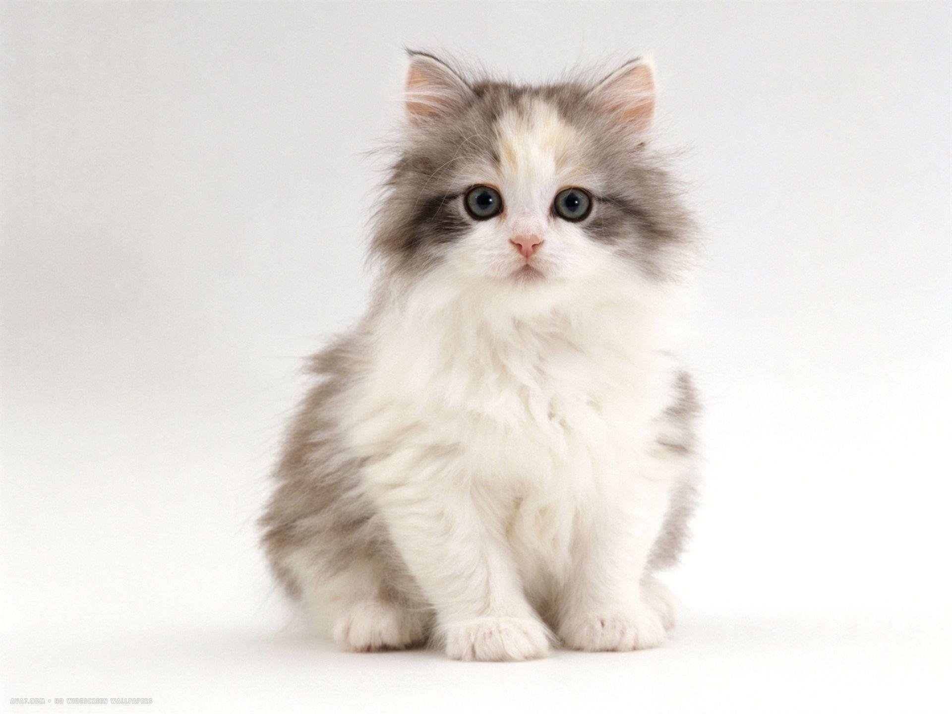 Фото милый котенок на белом фоне
