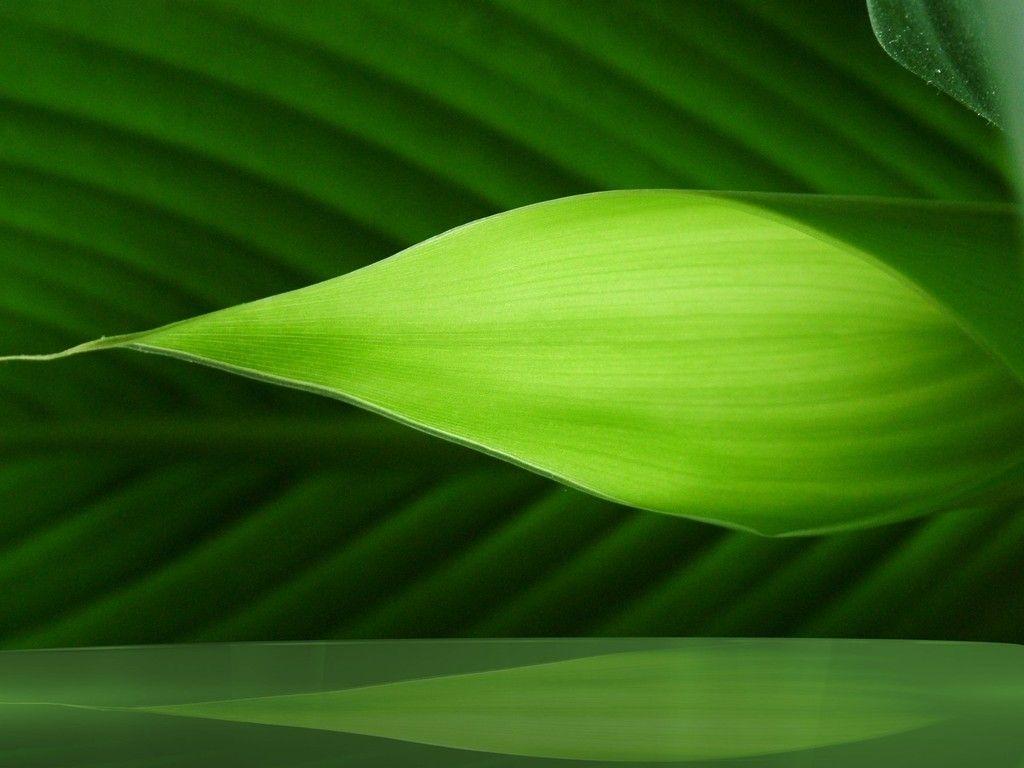 Abstract Nature Wallpaper