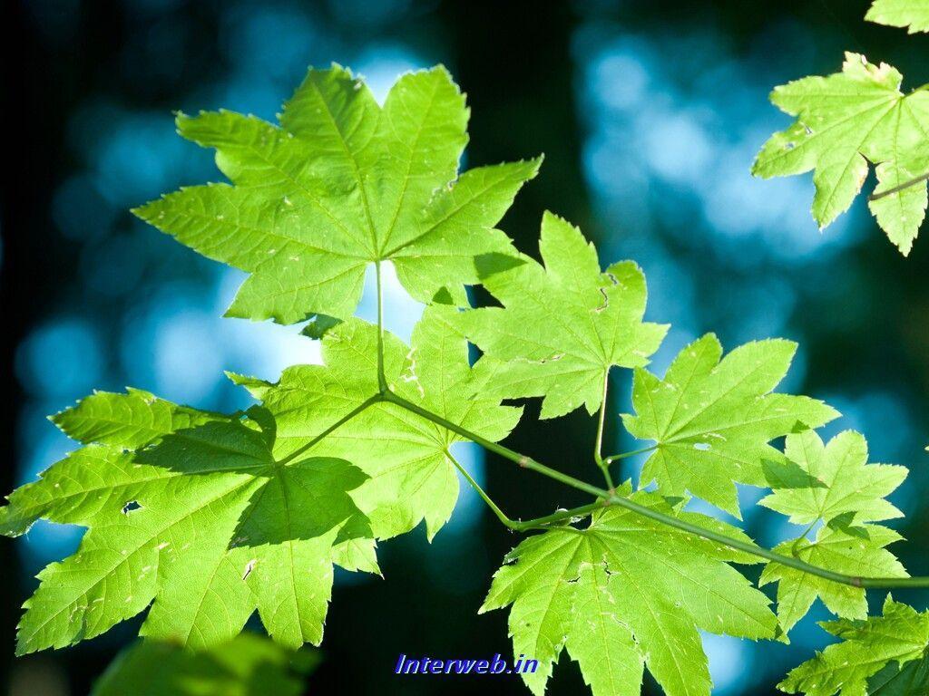 Nature Abstract Wallpaper