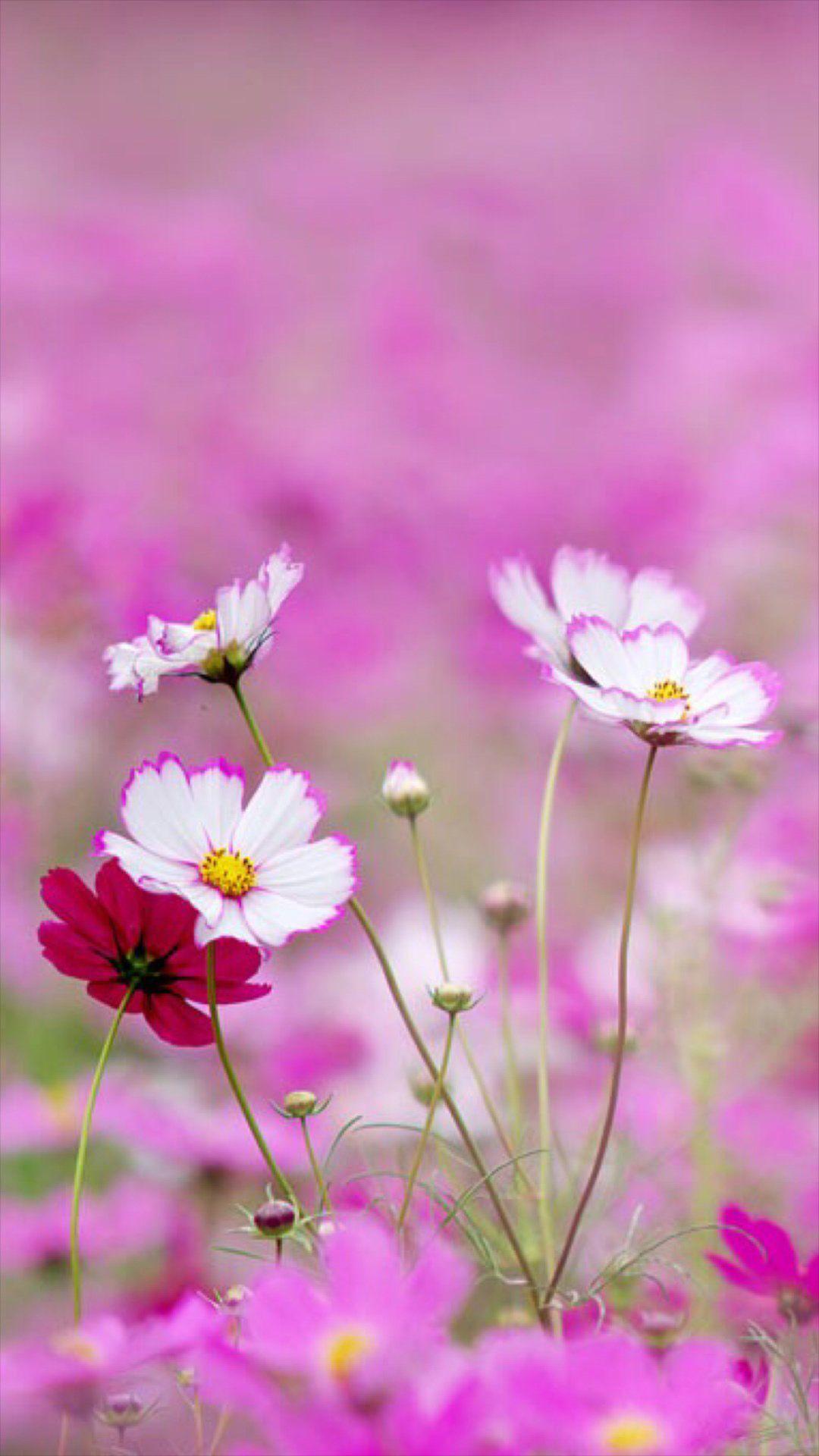 girlsr bloom Samsung Galaxy S6 Wallpaper 232. iPhone flowers