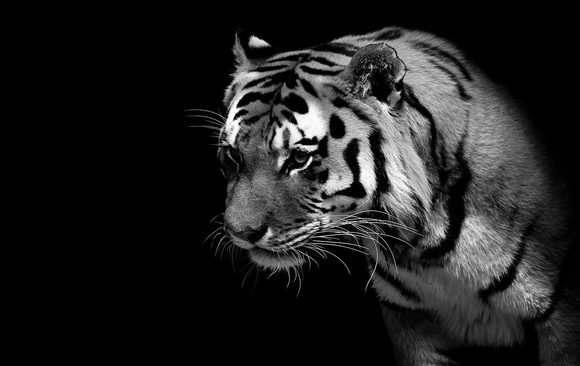 Black Tiger Wallpapers, Fantastic HDQ Black Tiger Image