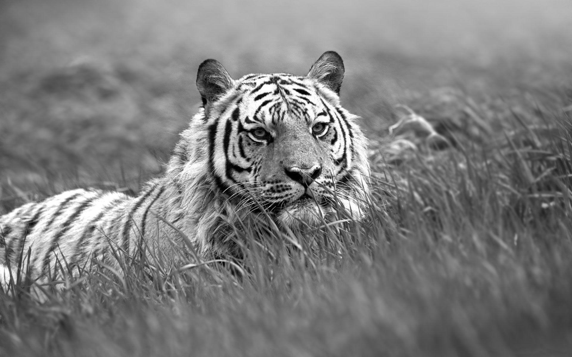 Black and White Tiger Wallpapers