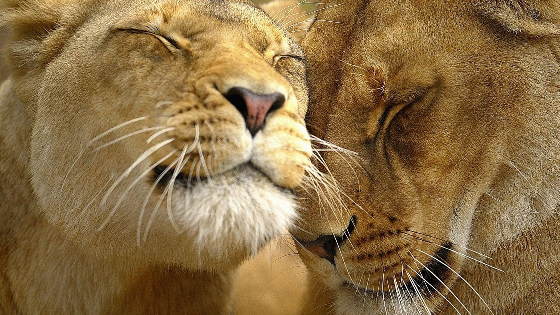 Lions in Love Wallpaper Big Cats Animals Wallpaper in jpg format for free download
