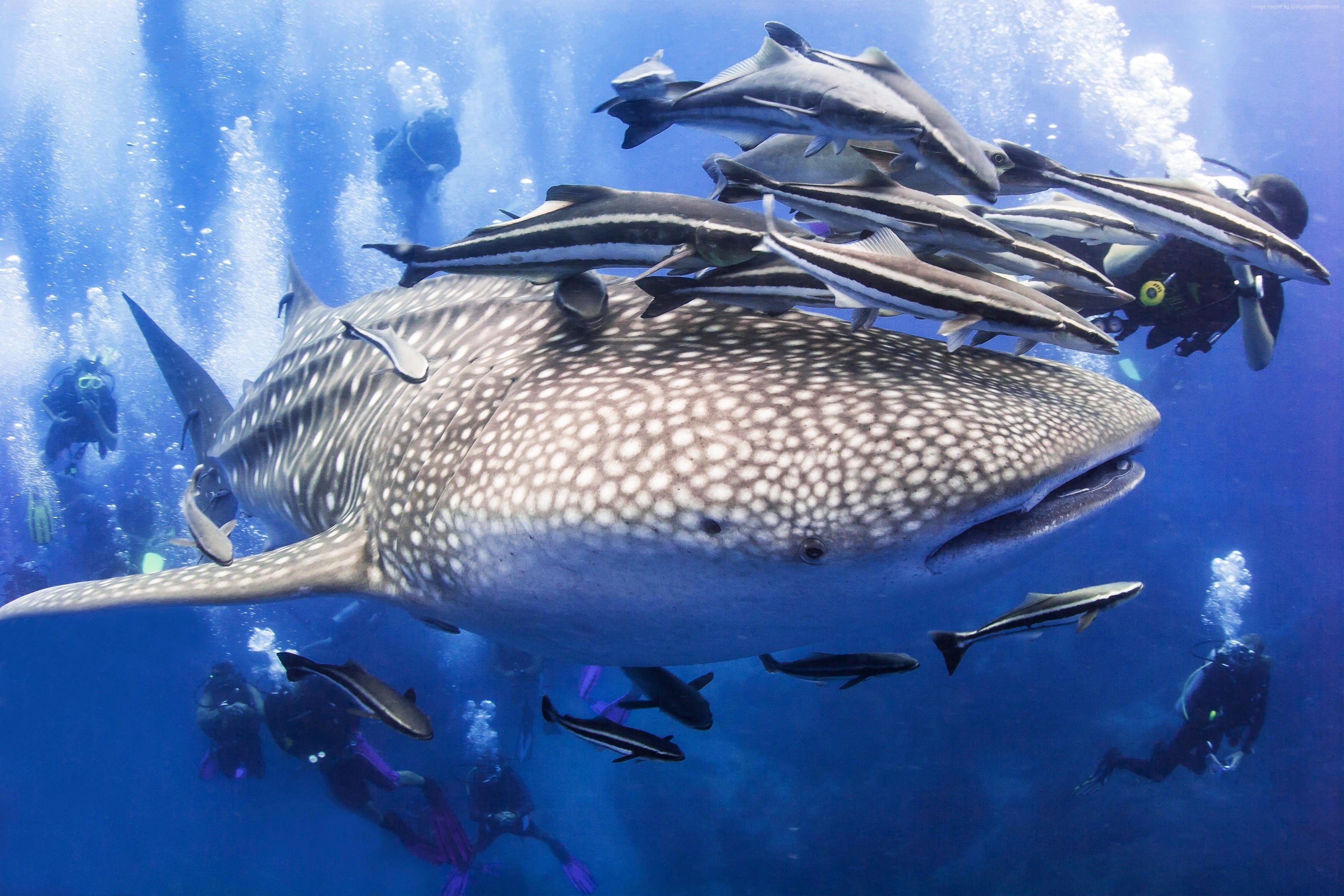 Wallpaper Thailand, 5k, 4k wallpaper, 8k, Pattaya, beach, ocean