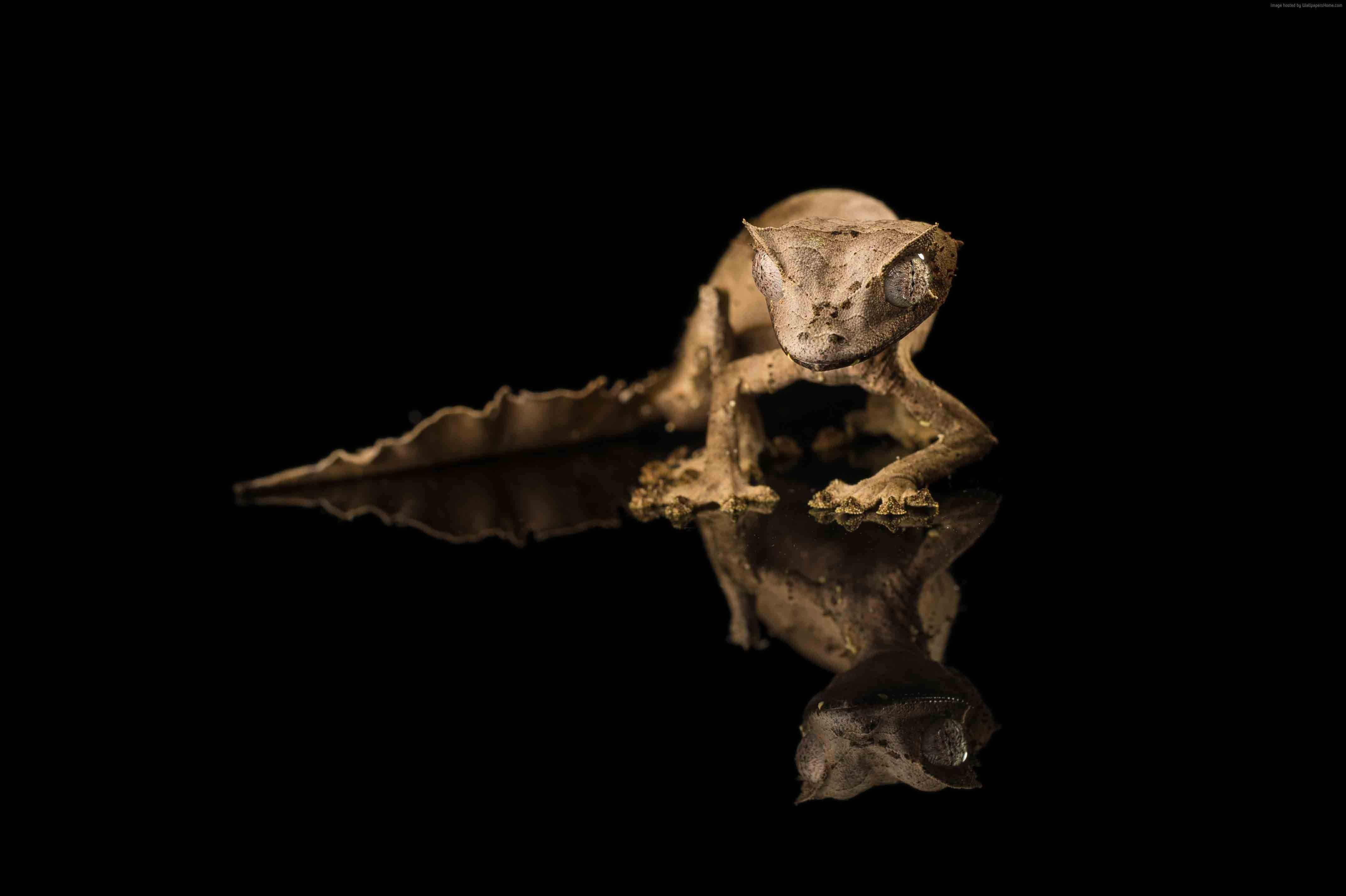 Wallpaper Tiger Gecko, reflection, black background, reptile, eyes