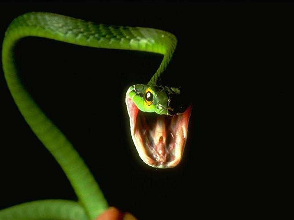 best image about reptiles. Black mamba, Python