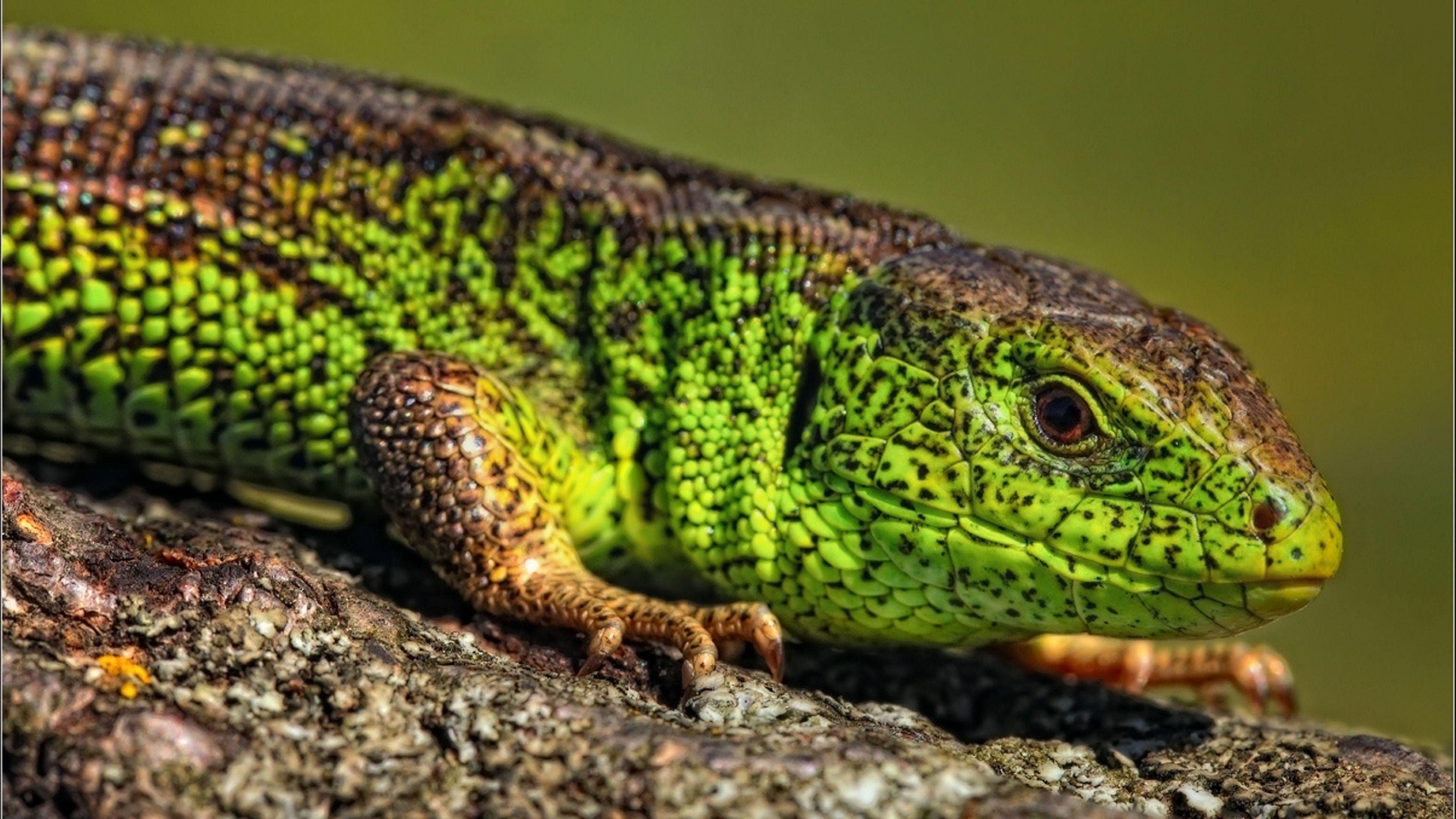 4K Ultra HD Reptile Wallpaper HD, Desktop Background 3840x2160