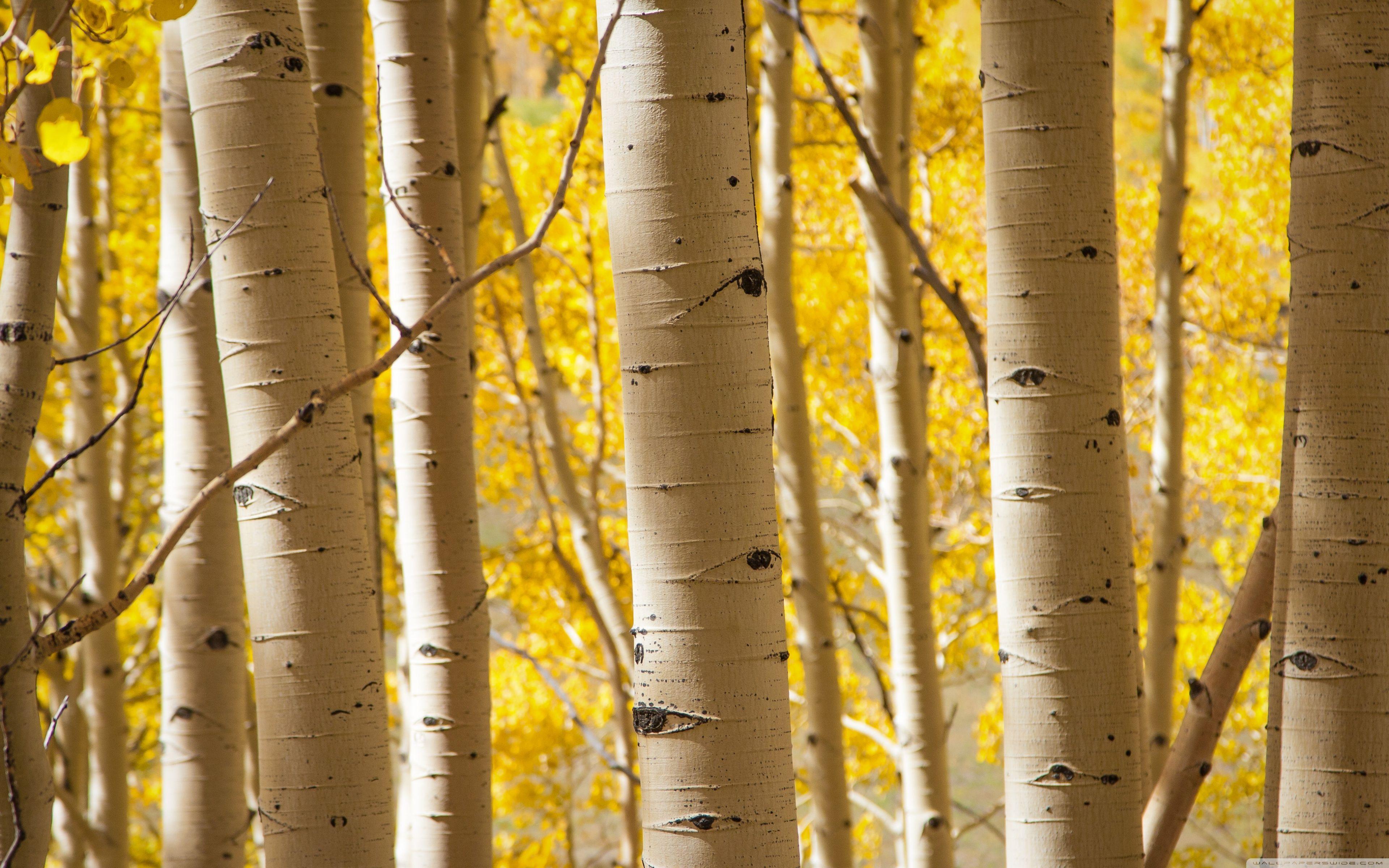 Birch Trees HD desktop wallpaper, High Definition, Fullscreen