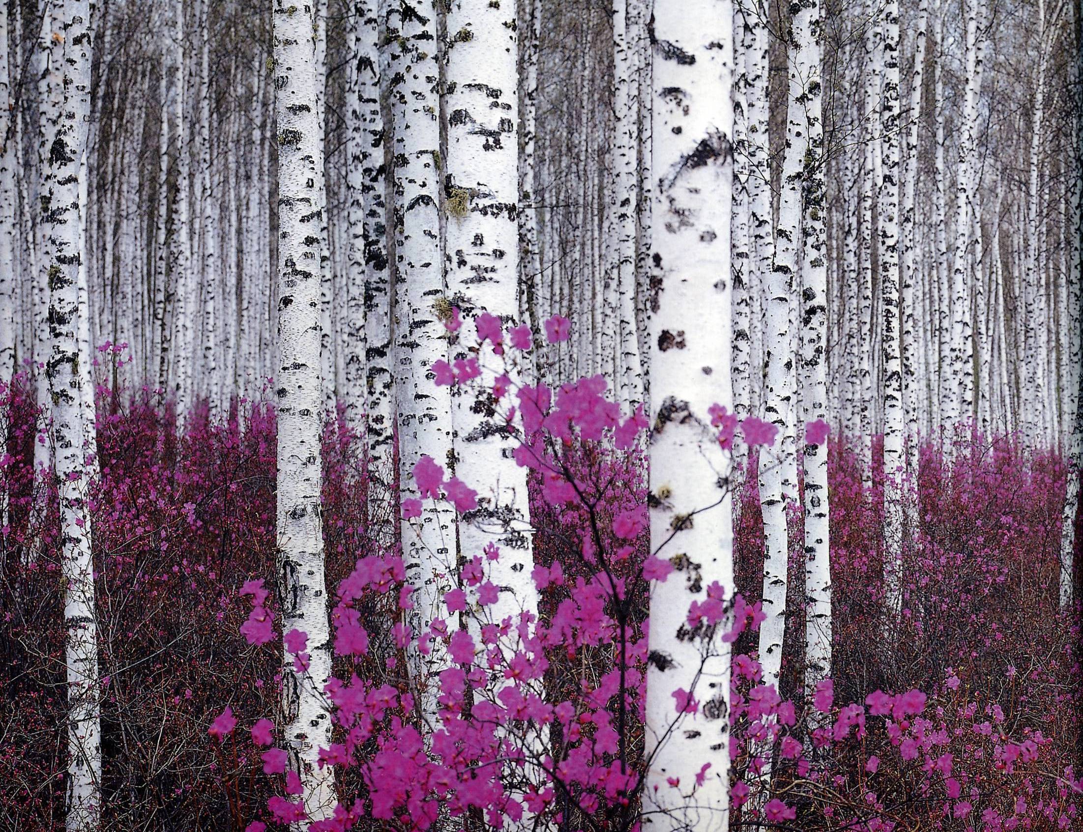 Birch Wallpapers Wallpaper Cave