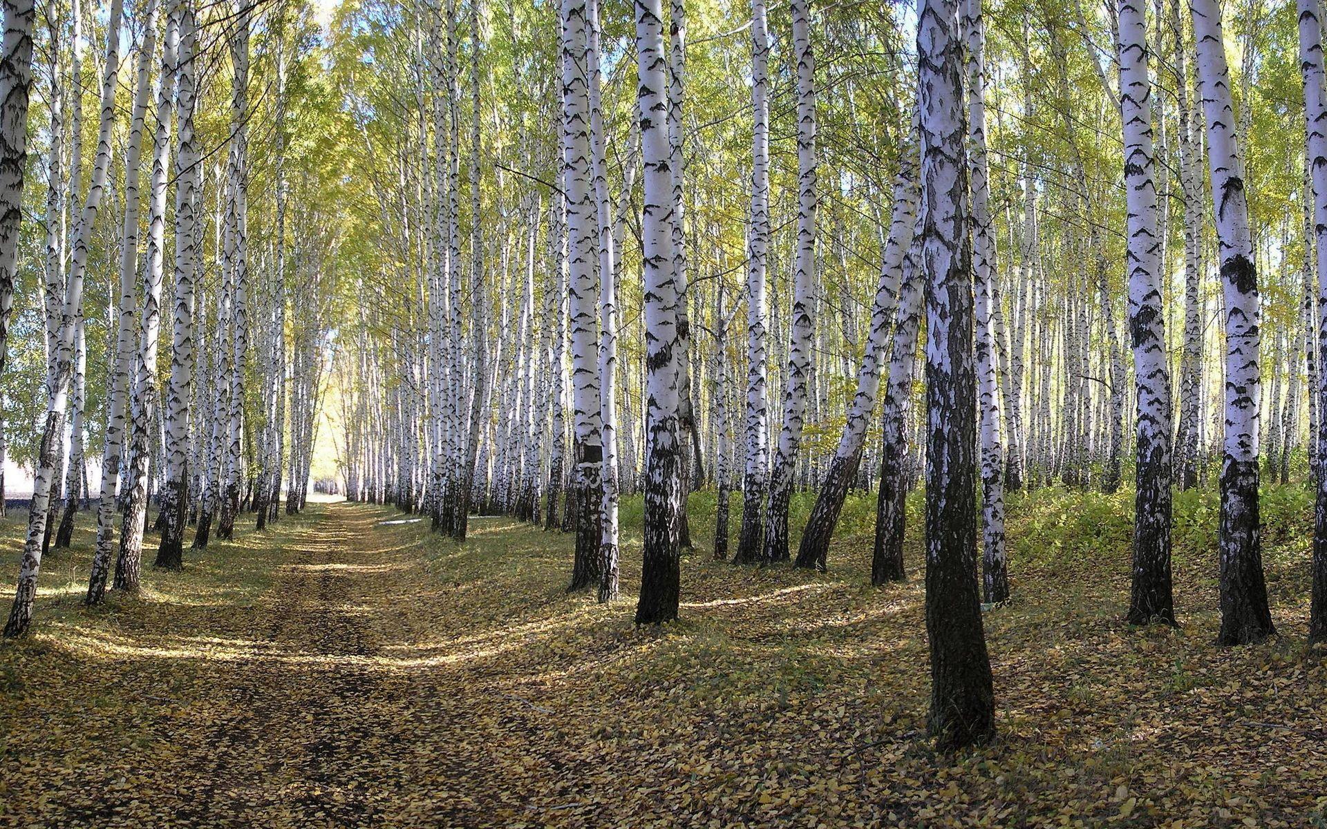 Birch Woods Wallpaper