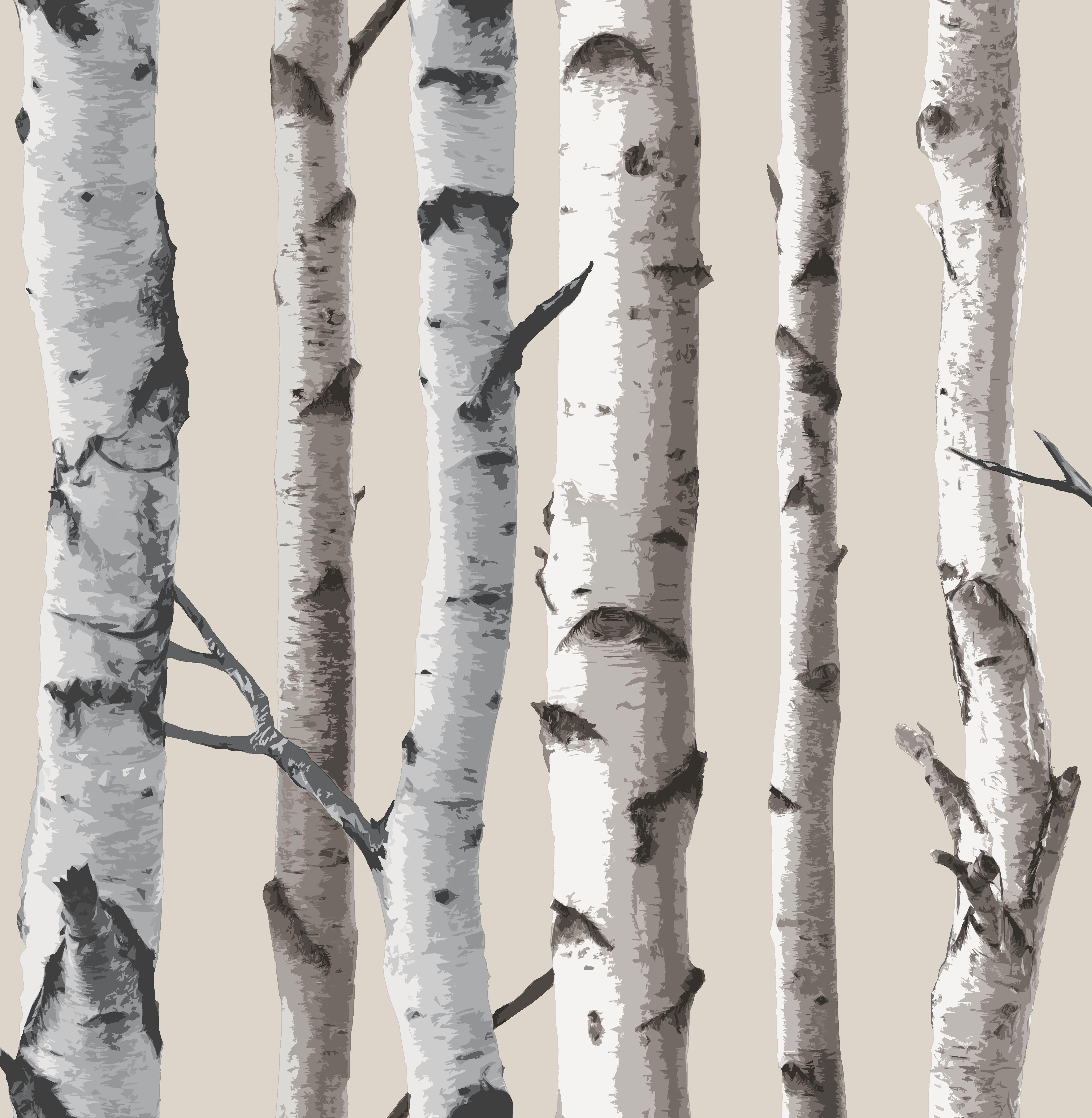 Birch Wallpapers - Wallpaper Cave