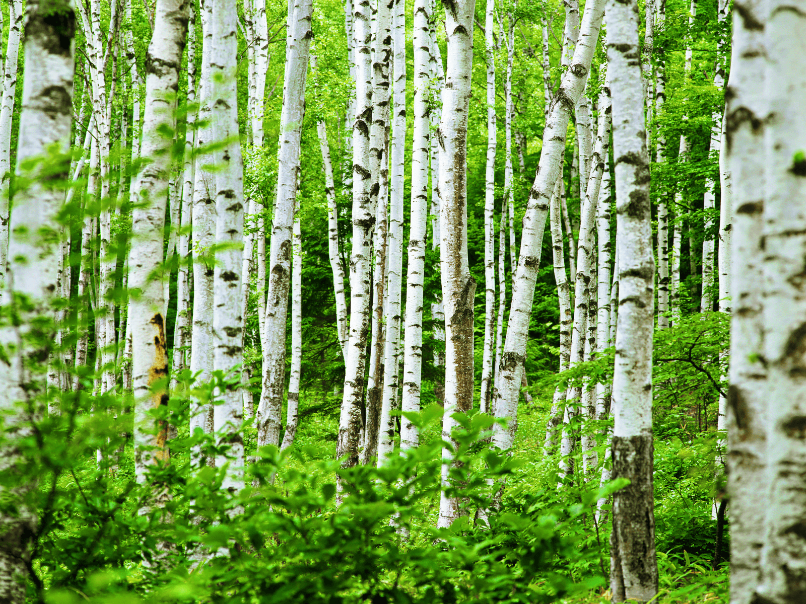 Birch inspiration. Au natural. Trees, Desktop