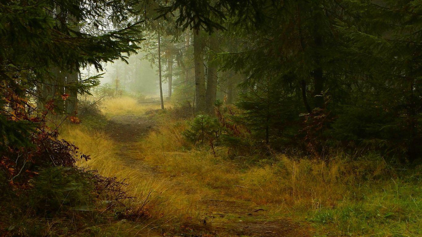 Landscapes: Design Shrubs Pollok Park Country Glasgow Nature Parks