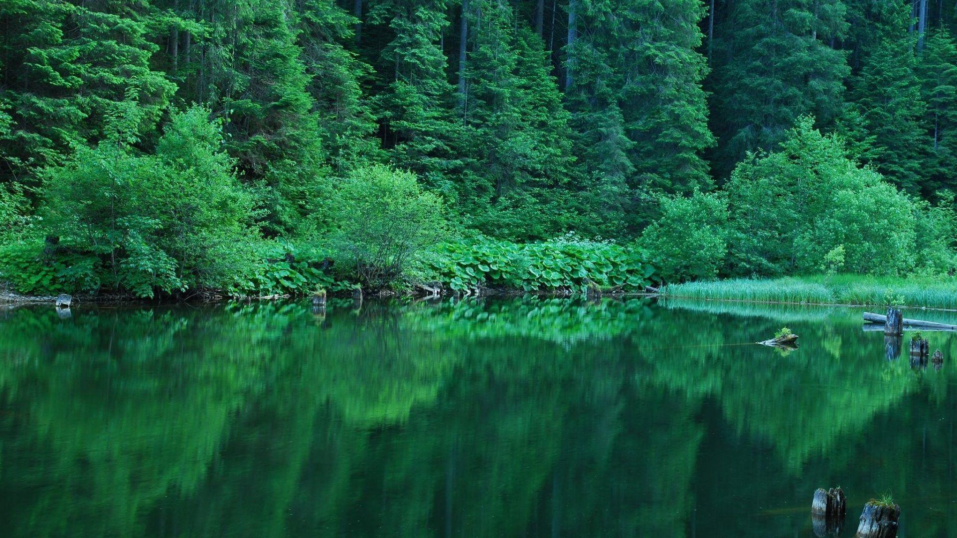 Shrubs Tag wallpaper: Design Shrubs Pollok Park Country