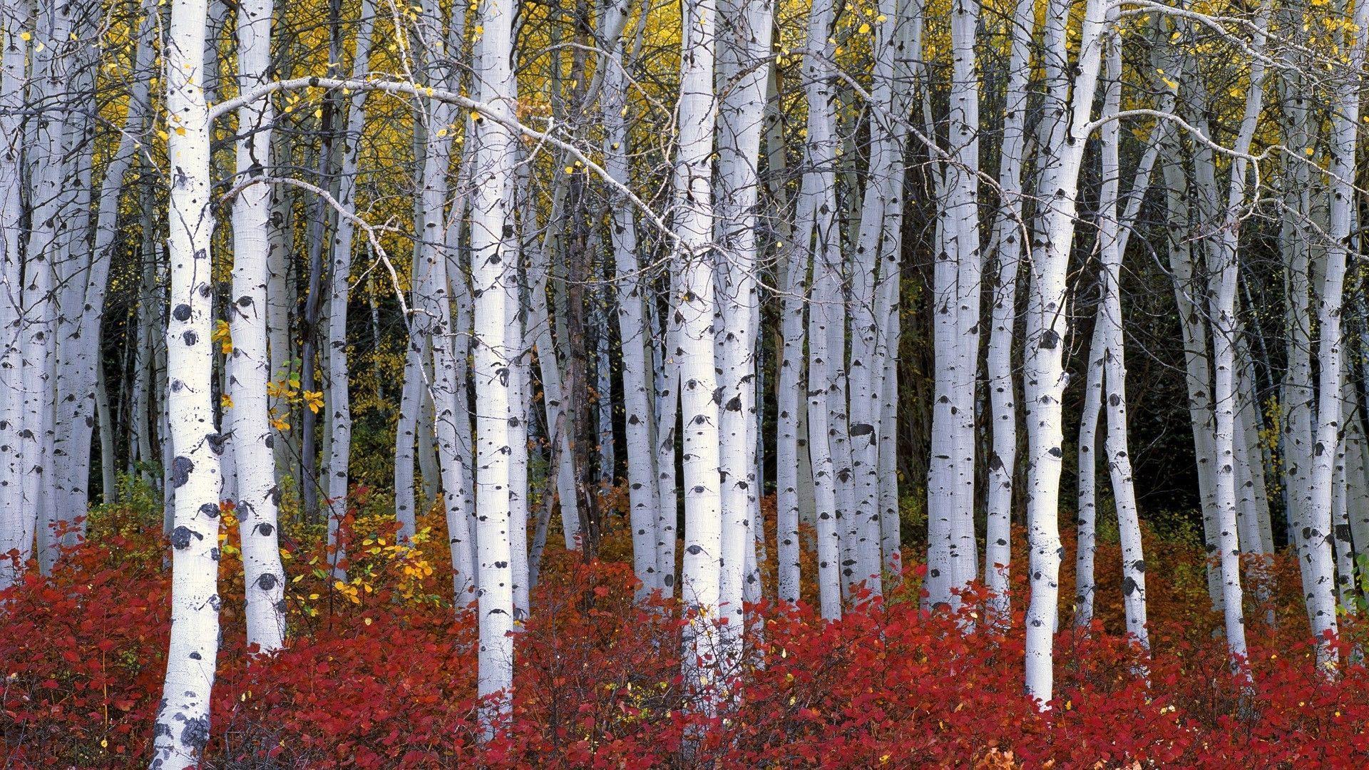 nature, Wood, Trees, Forest, Leaves, Birch, Branch, Fall