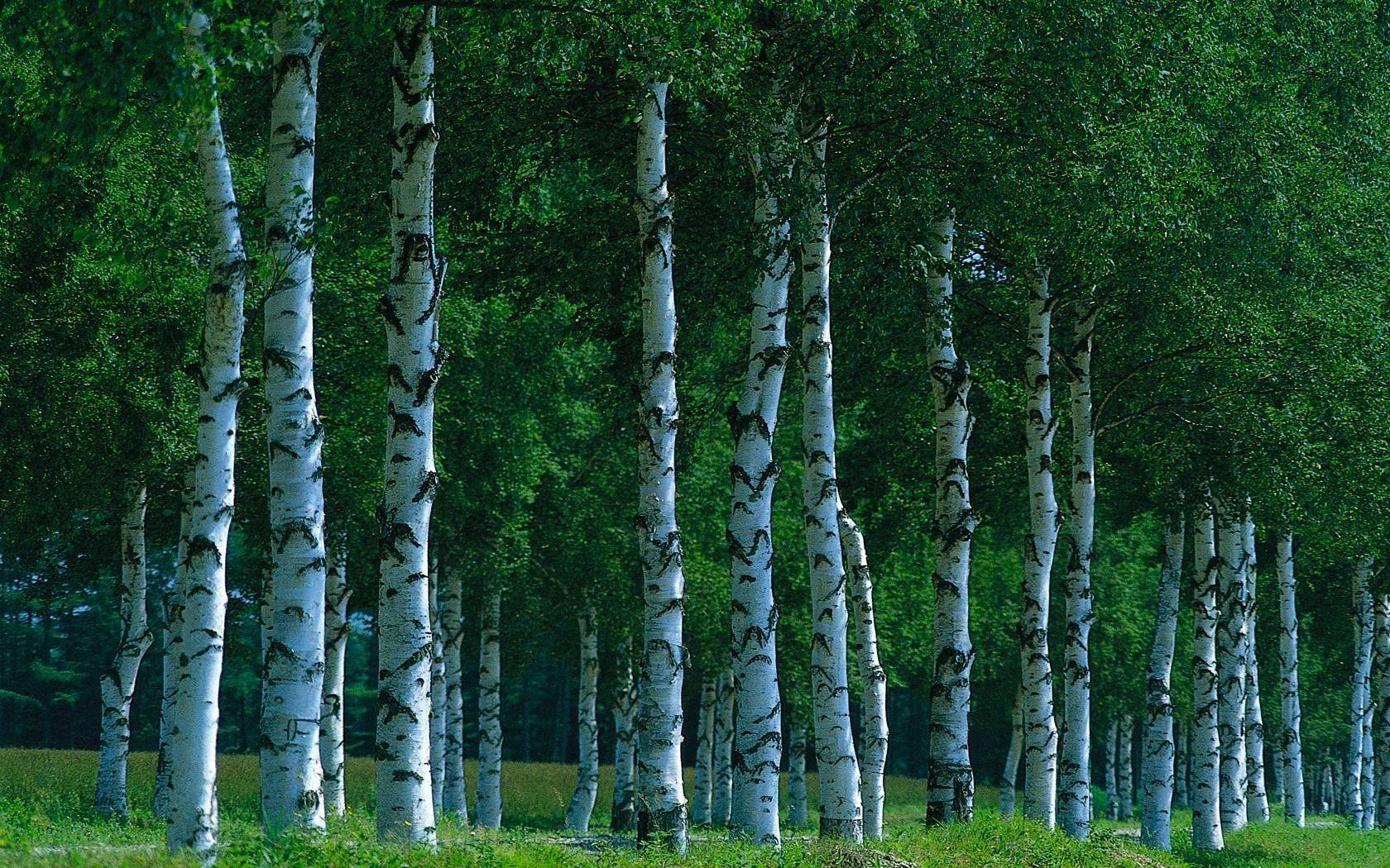 Birch Trees wallpaper. Birch Trees