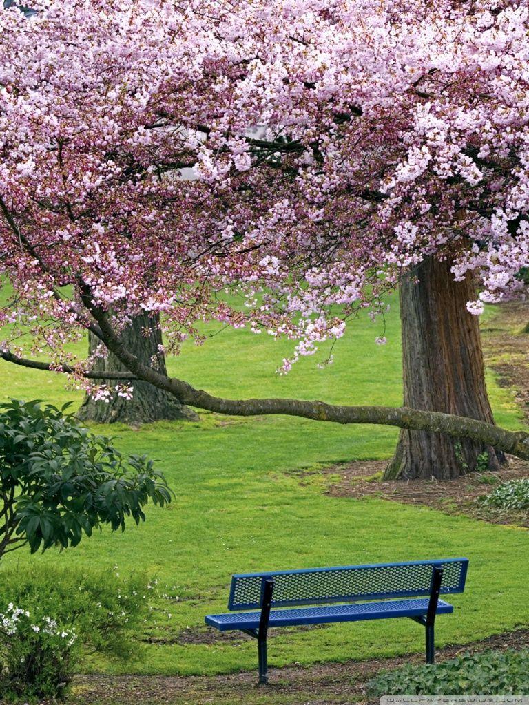 Cherry Blossoms HD desktop wallpaper, High Definition