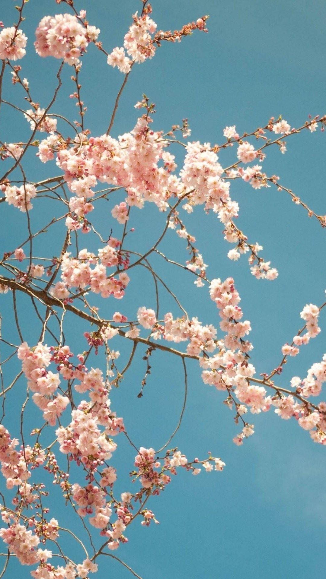 Cherry Blossom Phone Wallpaper
