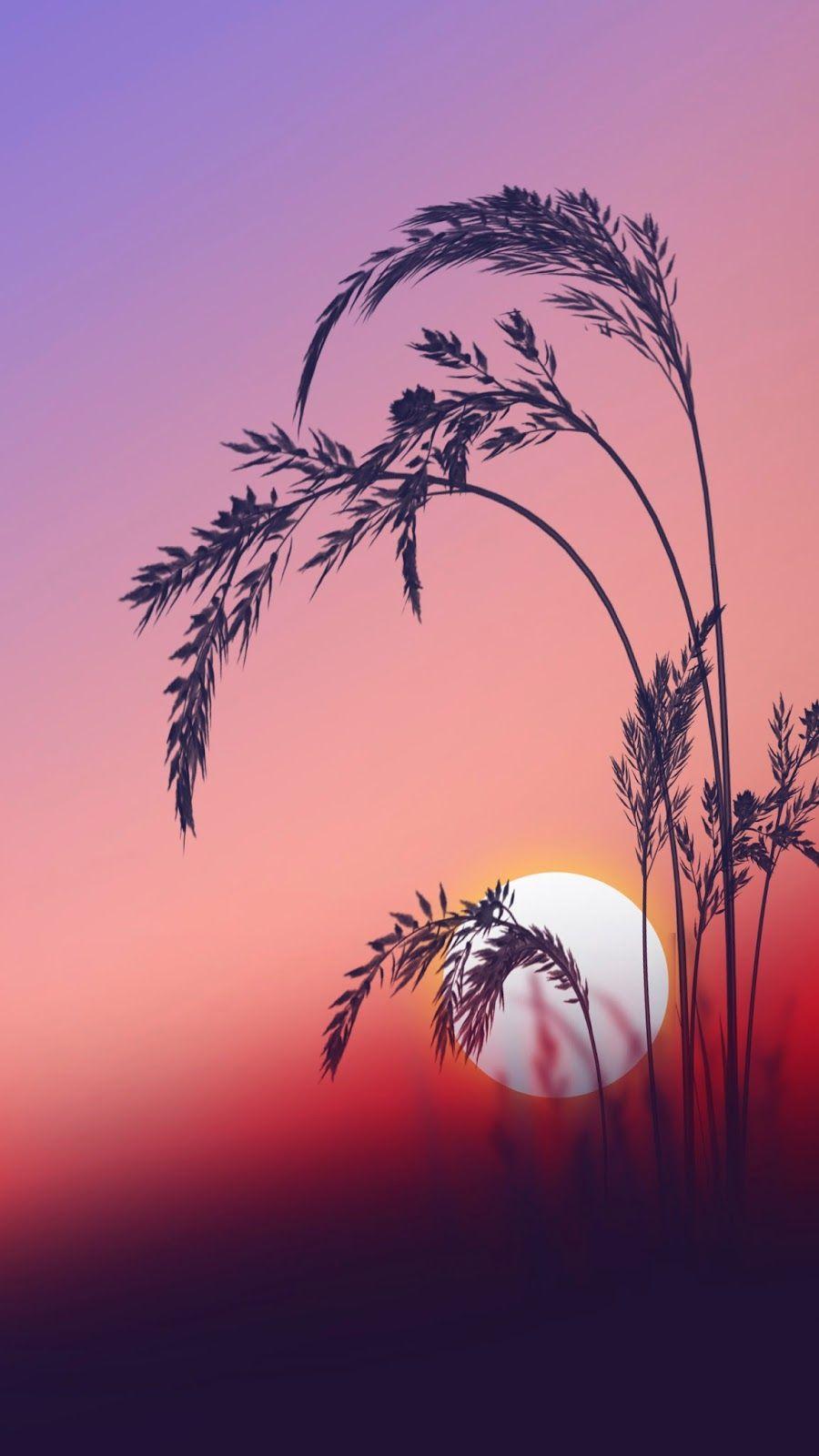 Sunrise Wallpaper Galaxy S7 (900×1600). Summertime