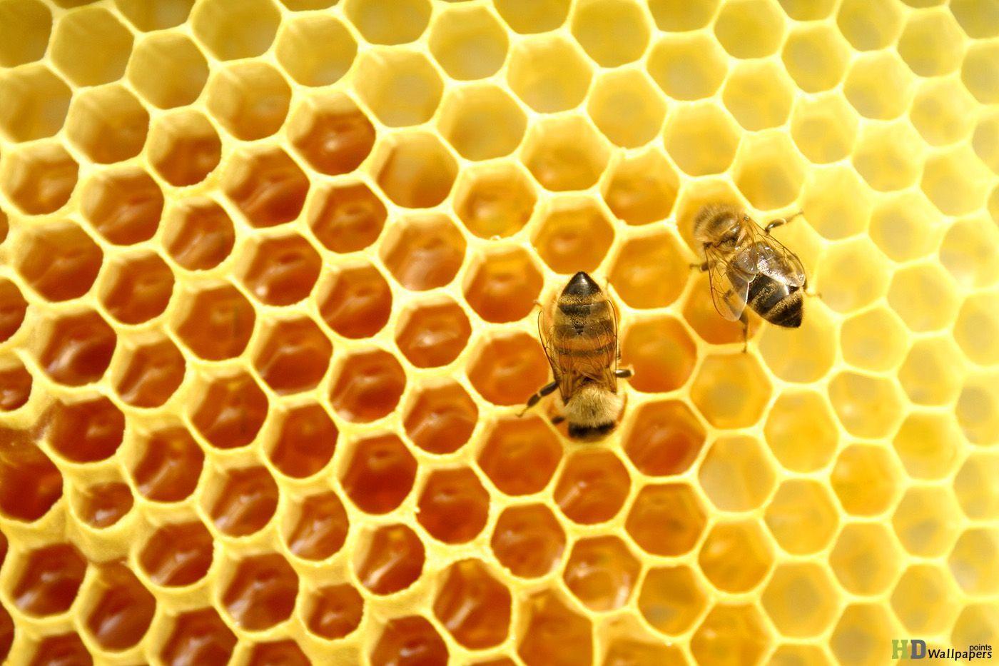 Raw Honey Vegan HD Wallpaper