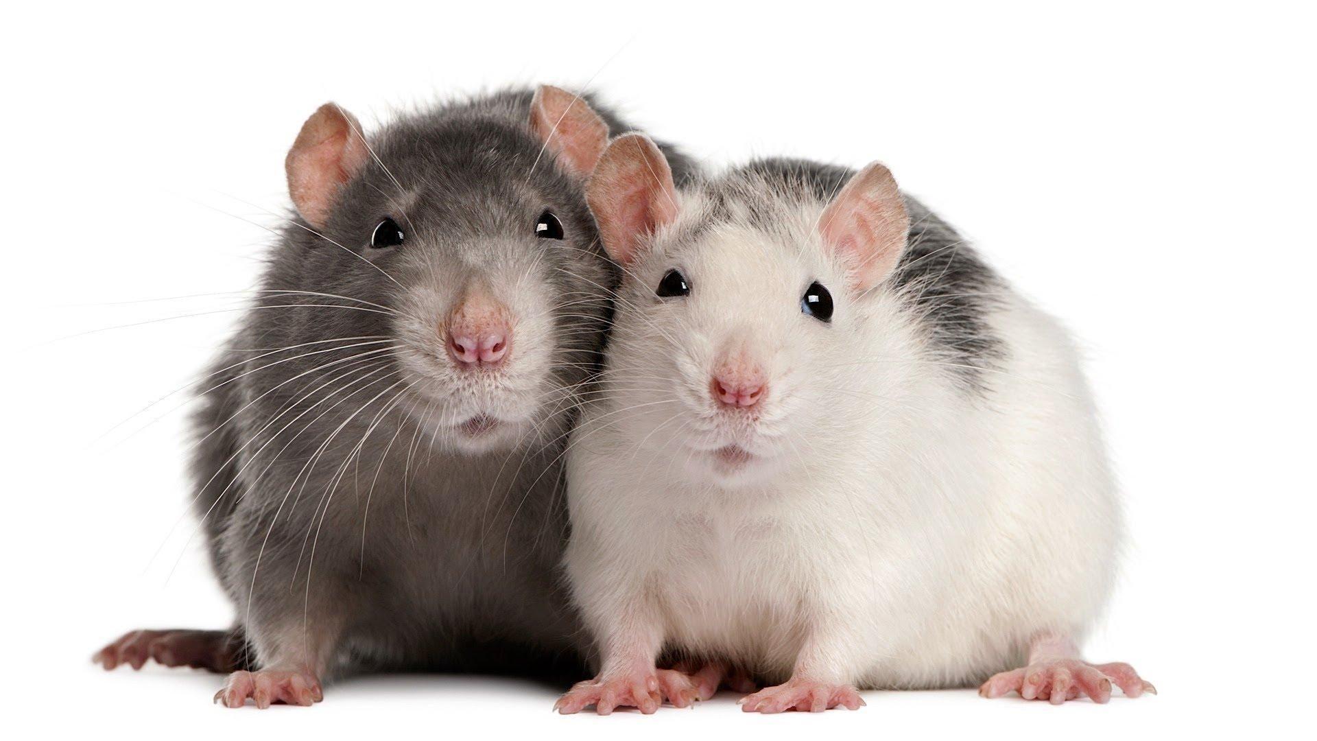 Rats Wallpapers - Wallpaper Cave