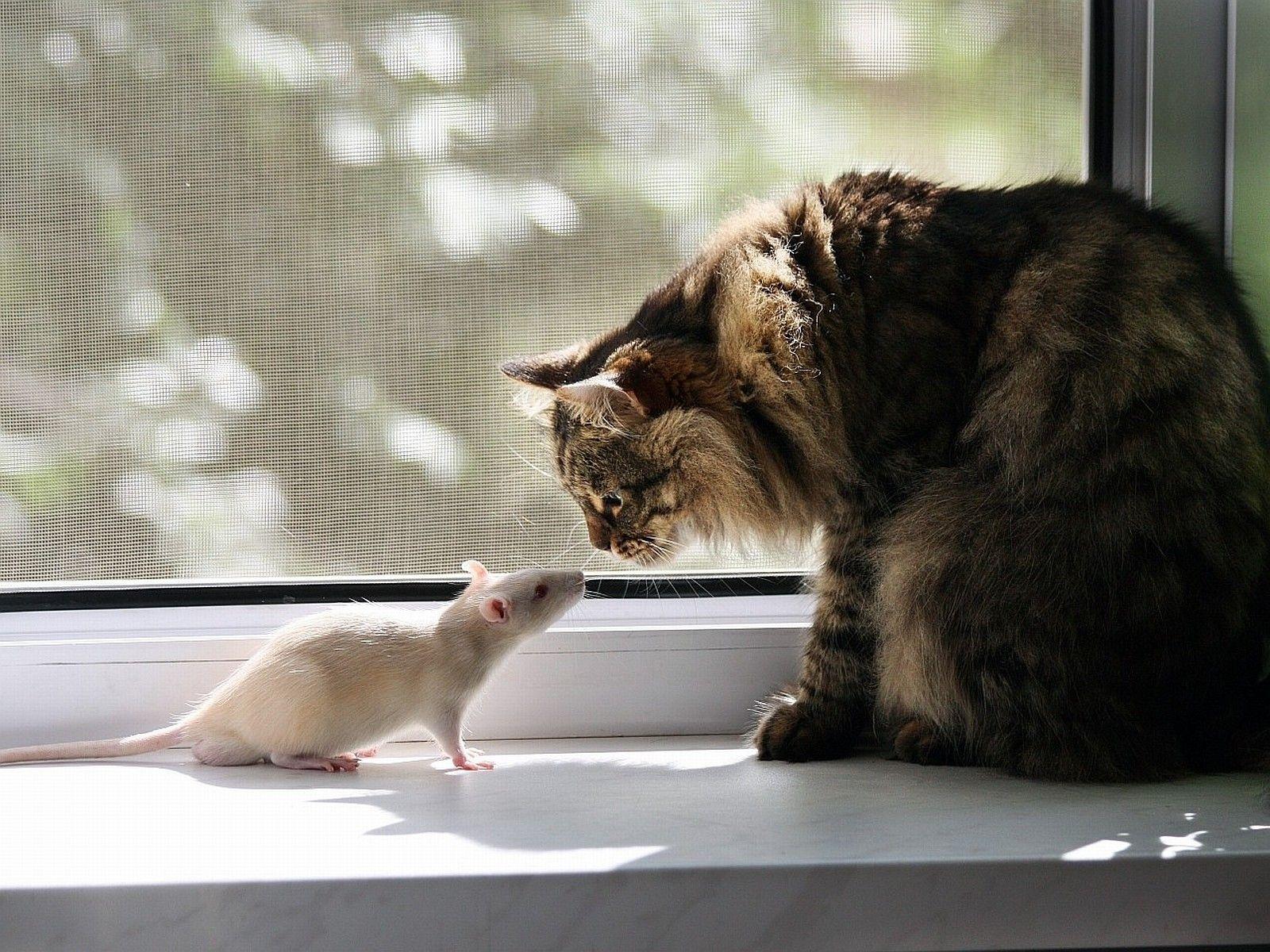 Rats Wallpaper Cute and Docile