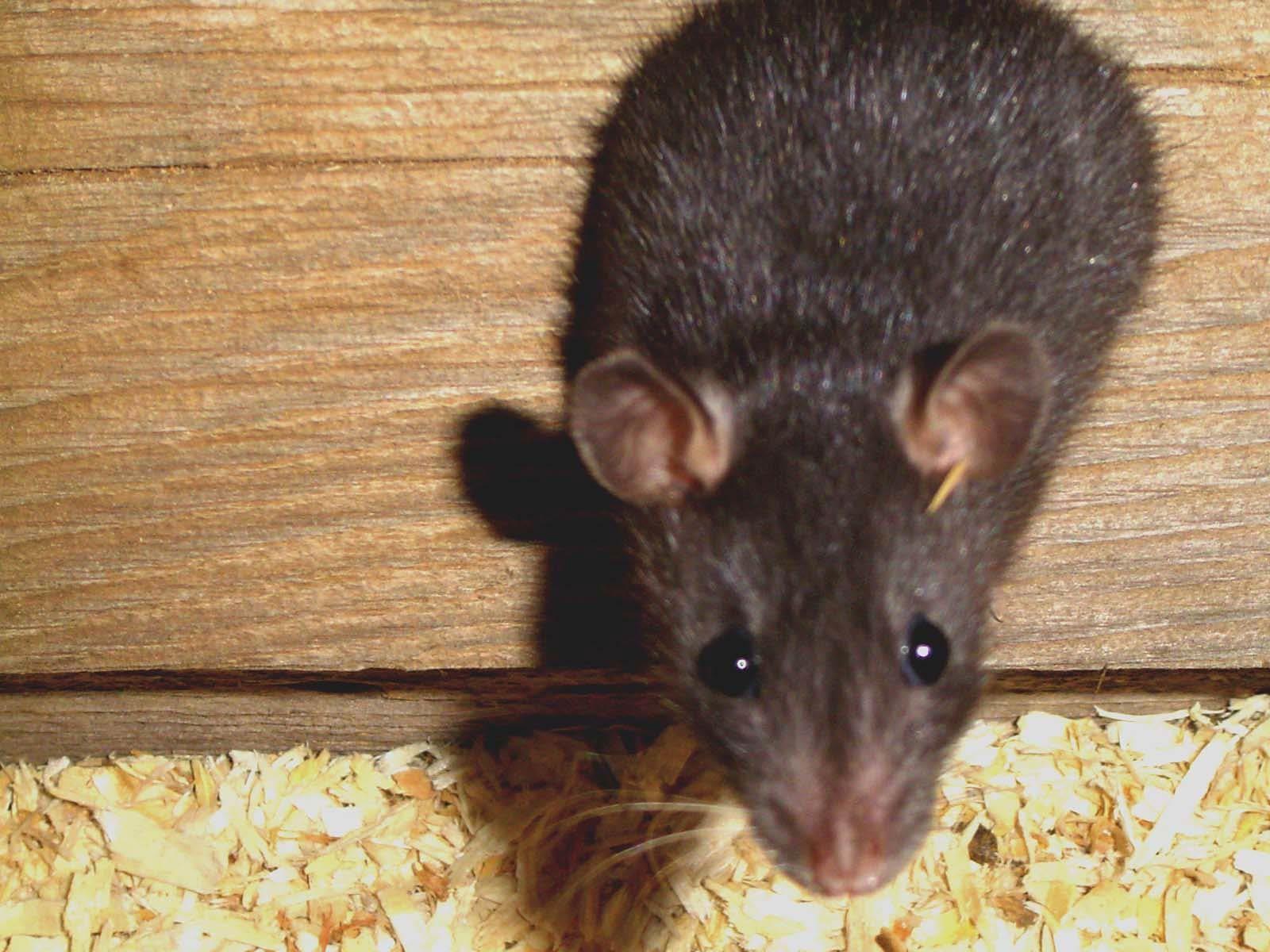 Rat Wallpaper HD Download