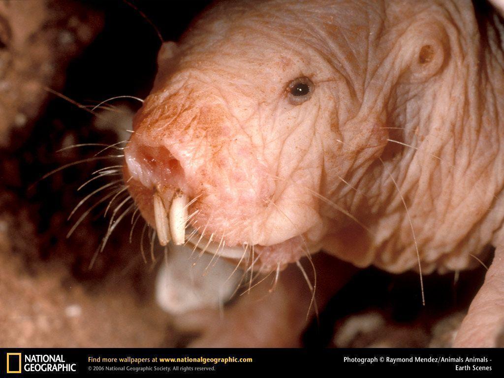 Naked Mole Rat Picture, Naked Mole Rat Desktop Wallpaper, Free