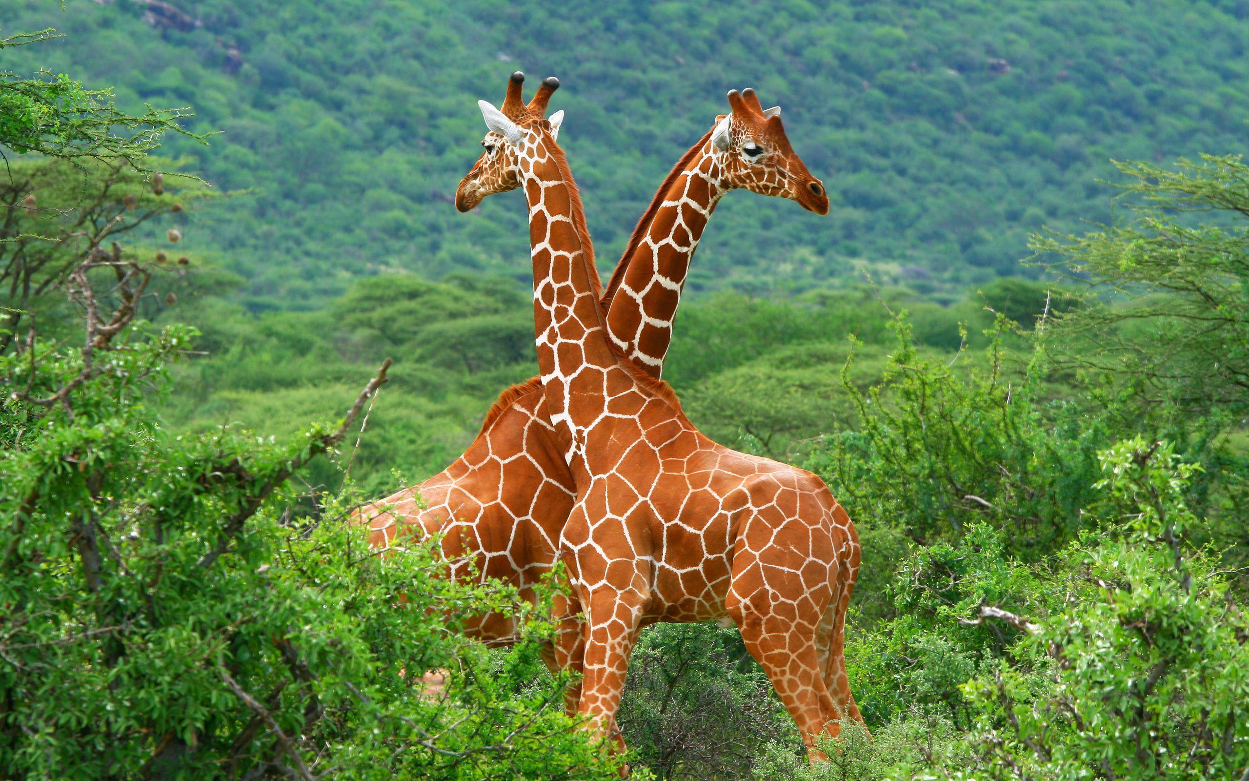 Giraffe HD Wallpaper