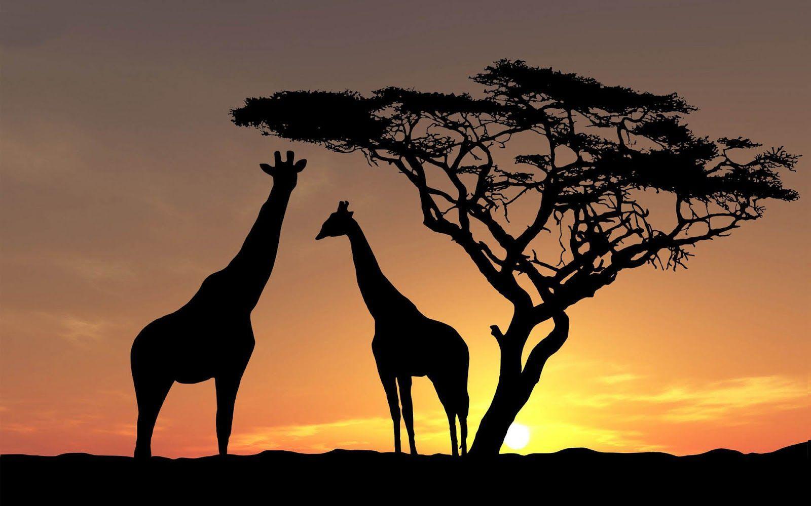 Picture of giraffes at sundown. HD Animals Wallpaper