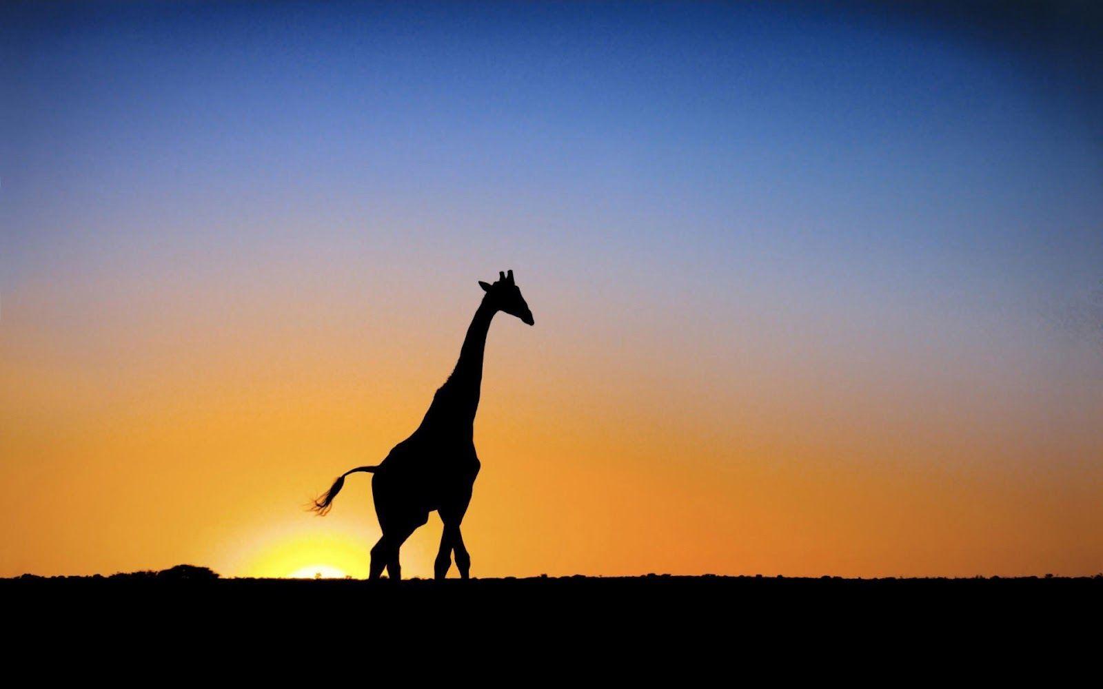 Picture of a giraffe at sunrise. HD Animals Wallpaper