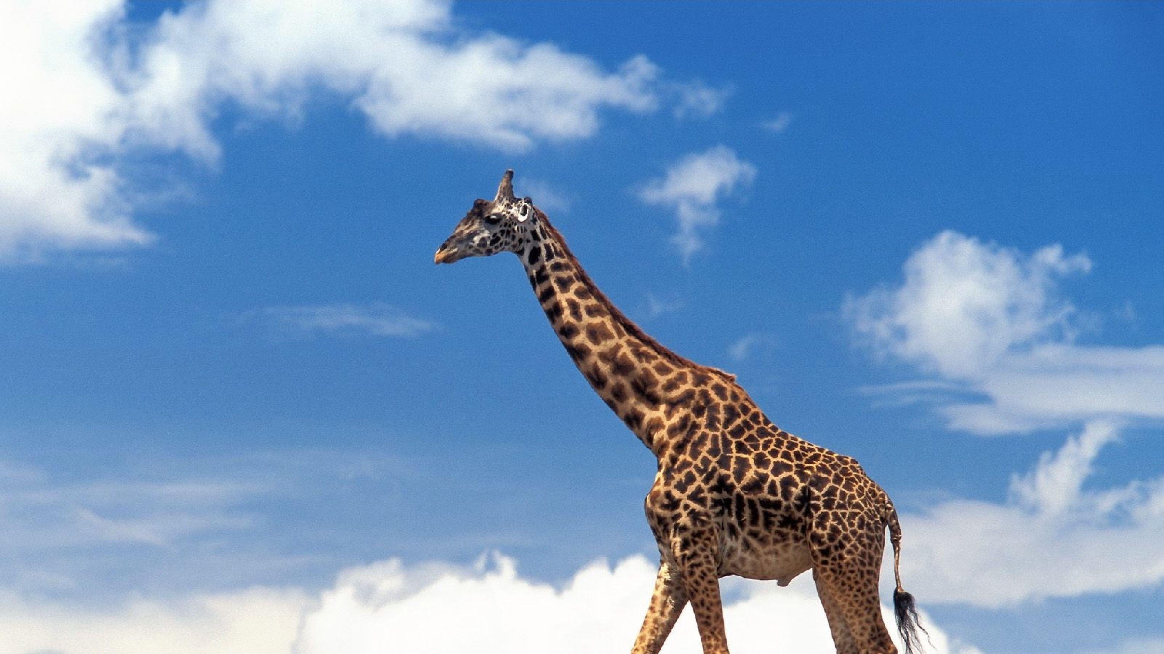 4K Ultra HD Giraffe Wallpaper HD, Desktop Background 3840x2160