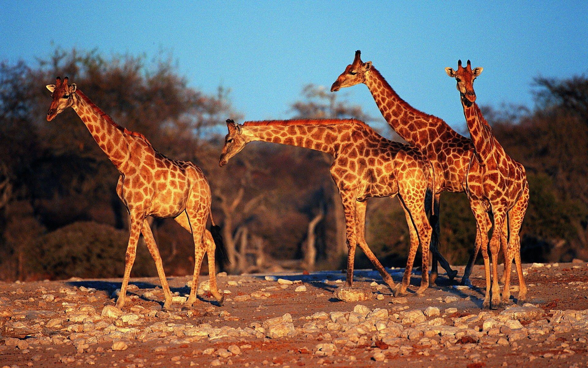 Giraffes wallpaper. Giraffes