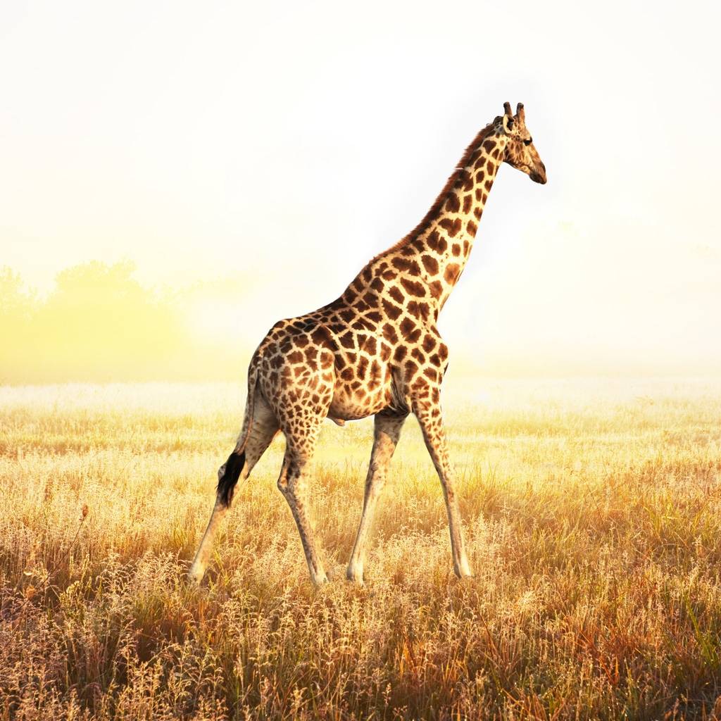 Giraffe Wallpaper HD Download