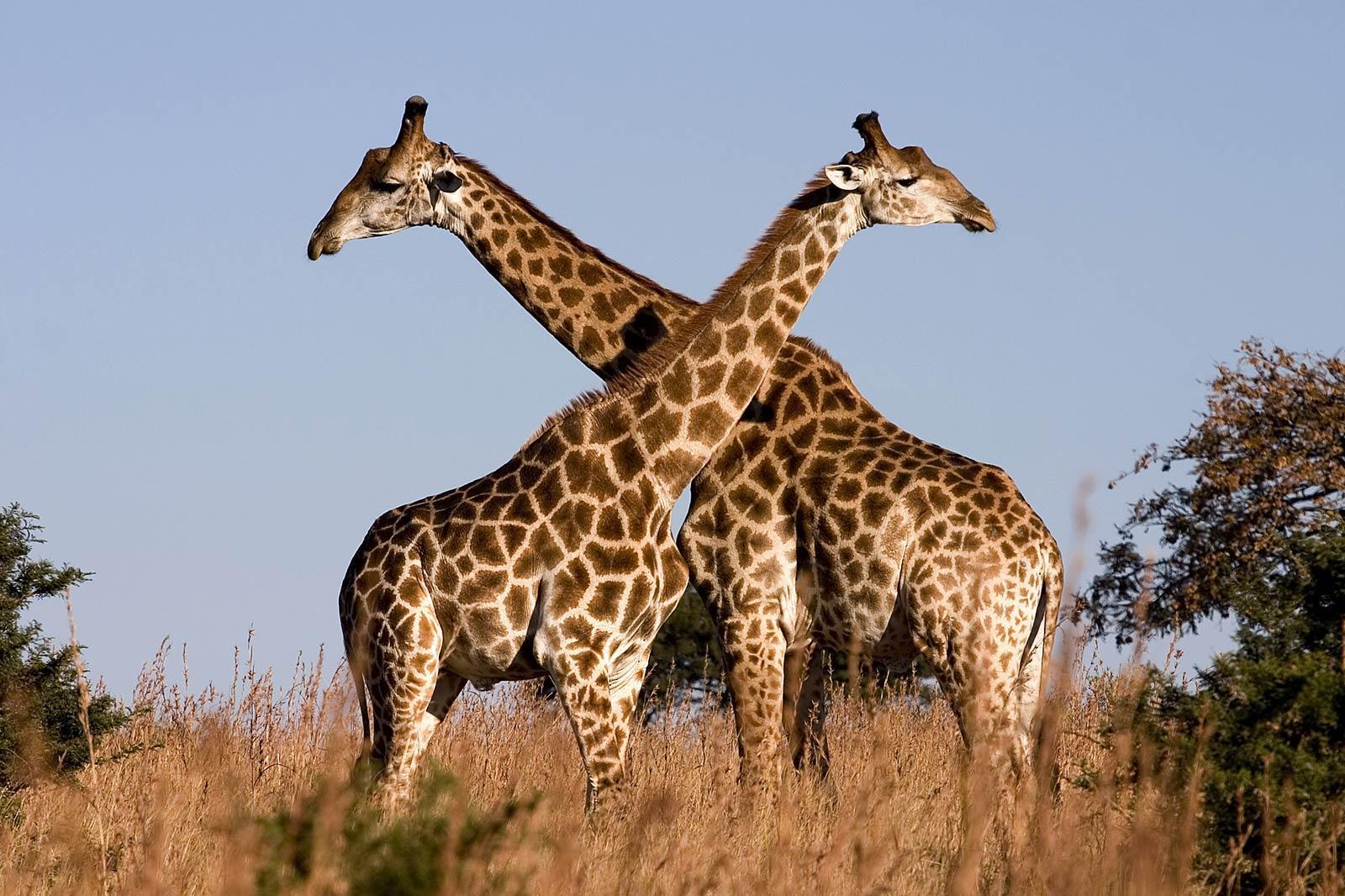 Cute Baby Giraffes