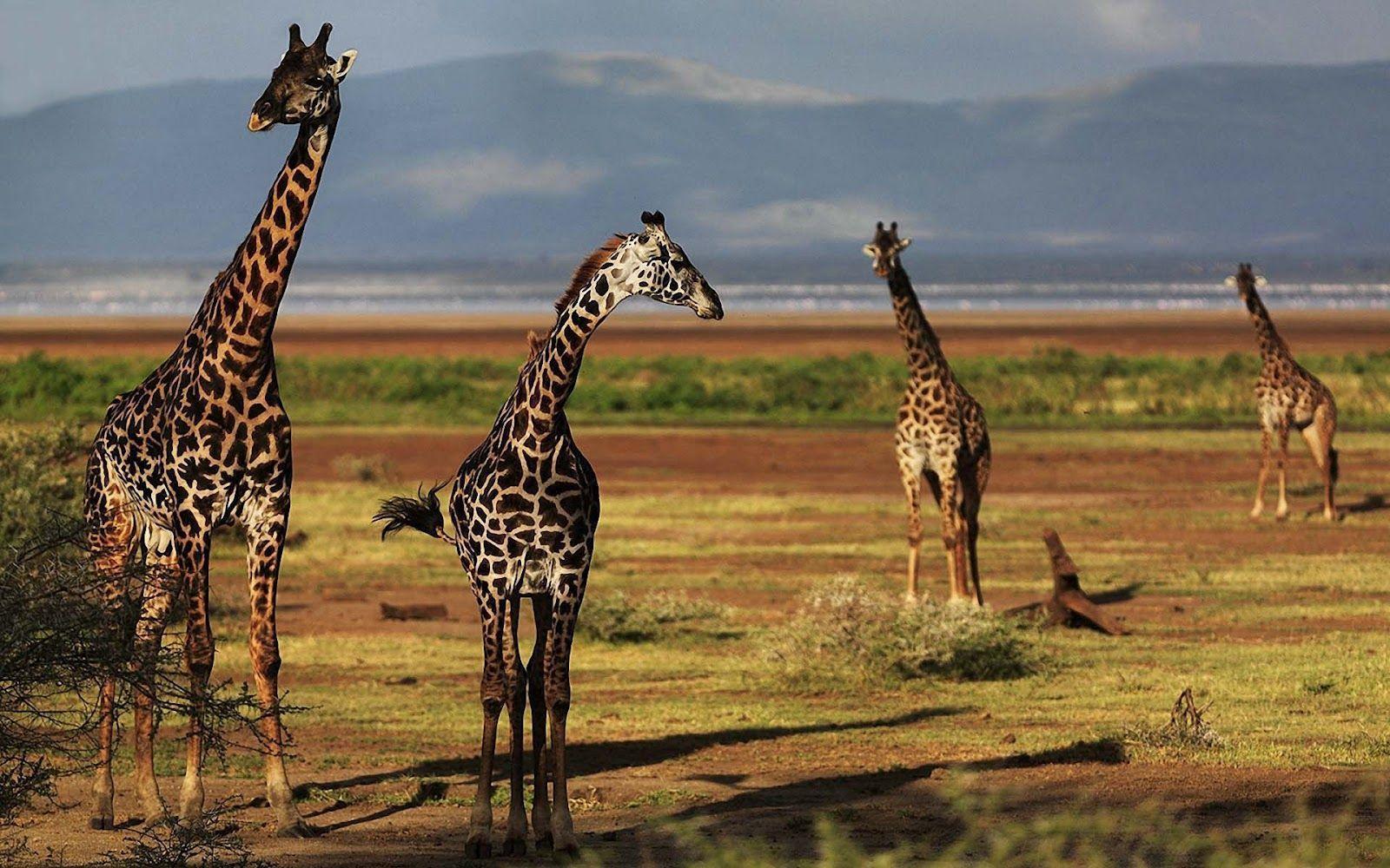 Group of giraffes wallpaper. HD Animals Wallpaper