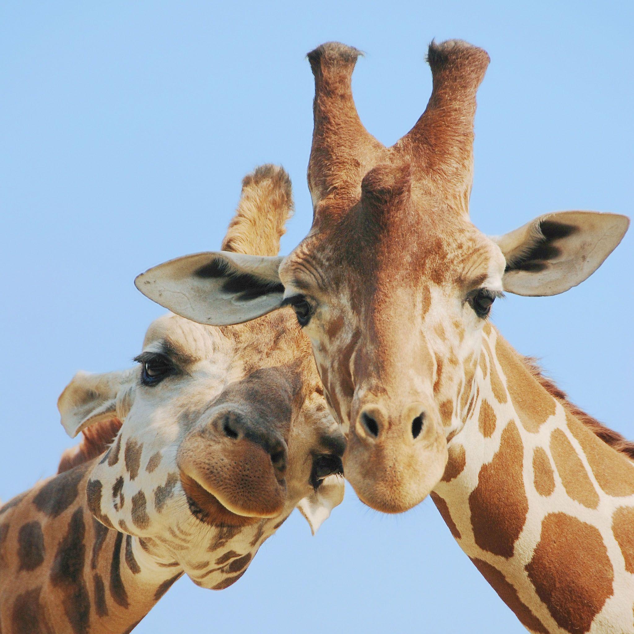 Two Giraffe Faces / HD iPad Wallpaper. Animals