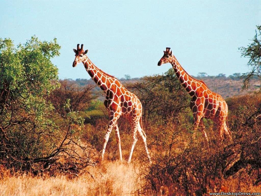 Desktop Wallpaper Animals Background Giraffes in Jungle