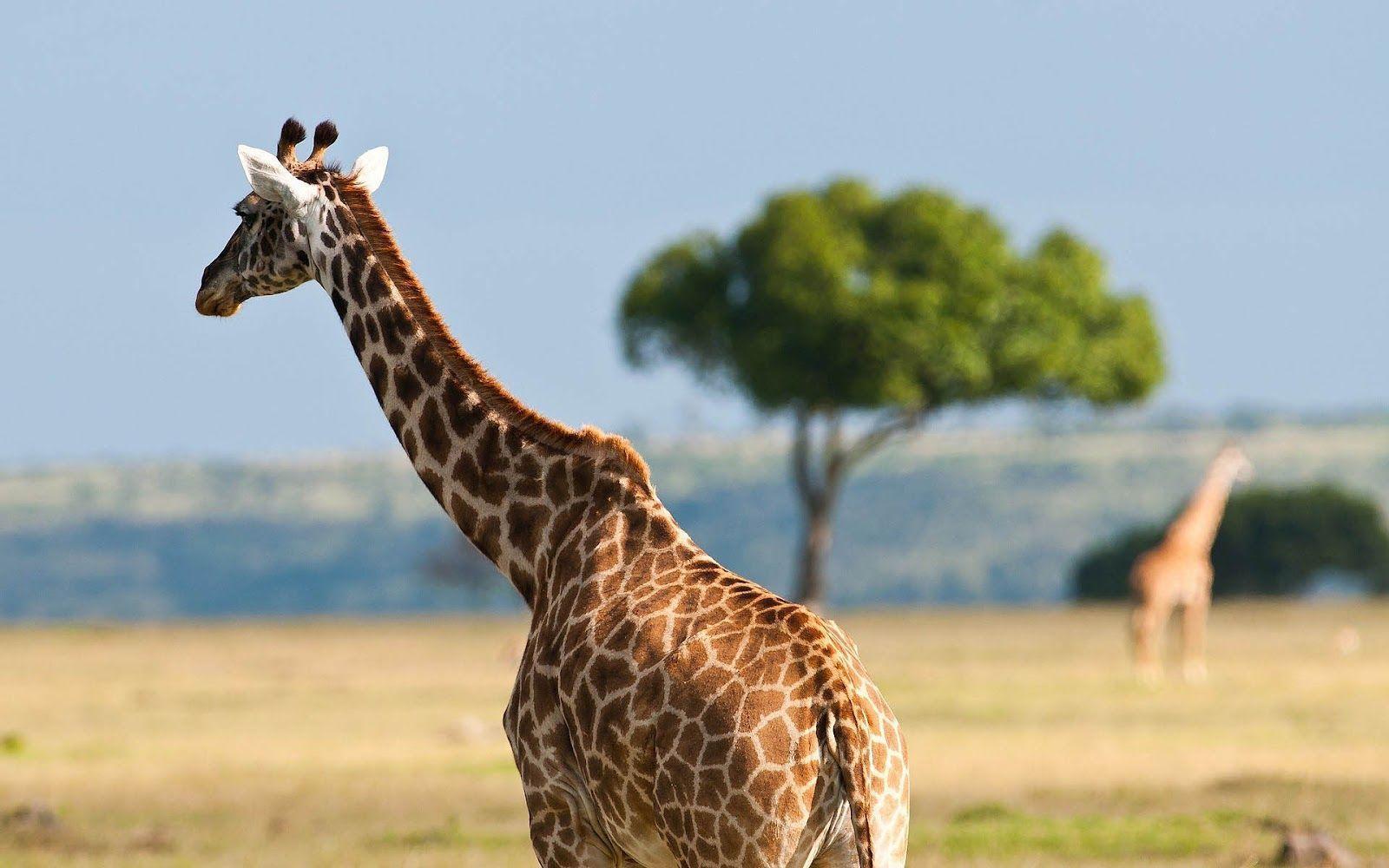 giraffe image