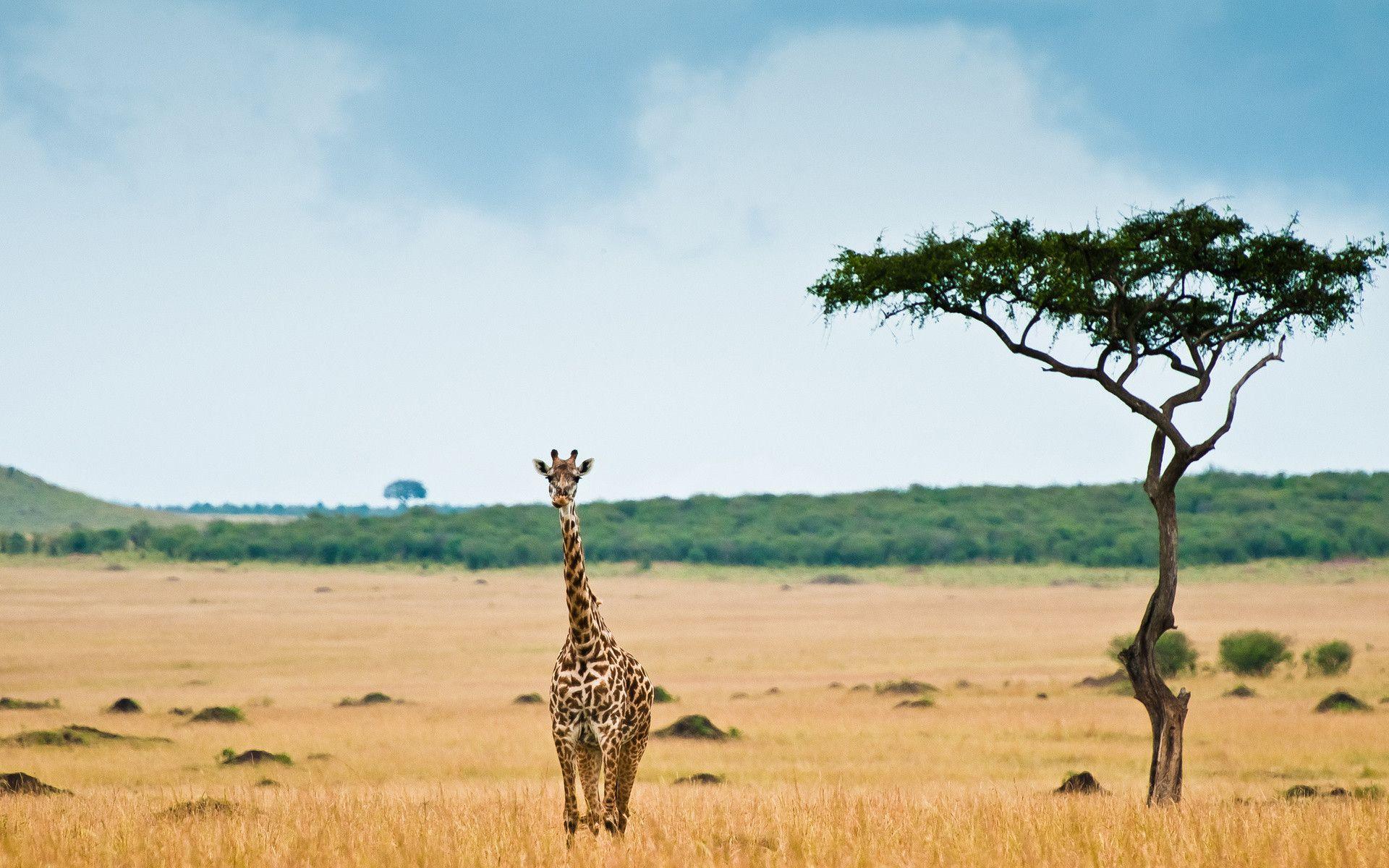 Giraffe Wallpaper Background, 3D Object & CG Animal & Wildlife