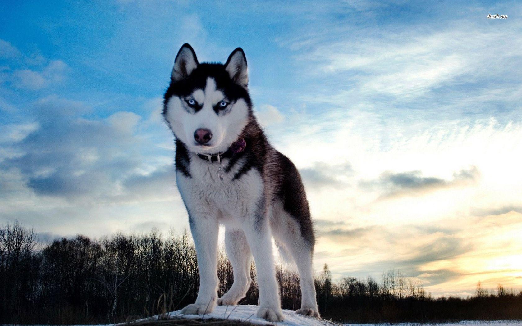 Husky Wallpaper High Resolution and Quality Download