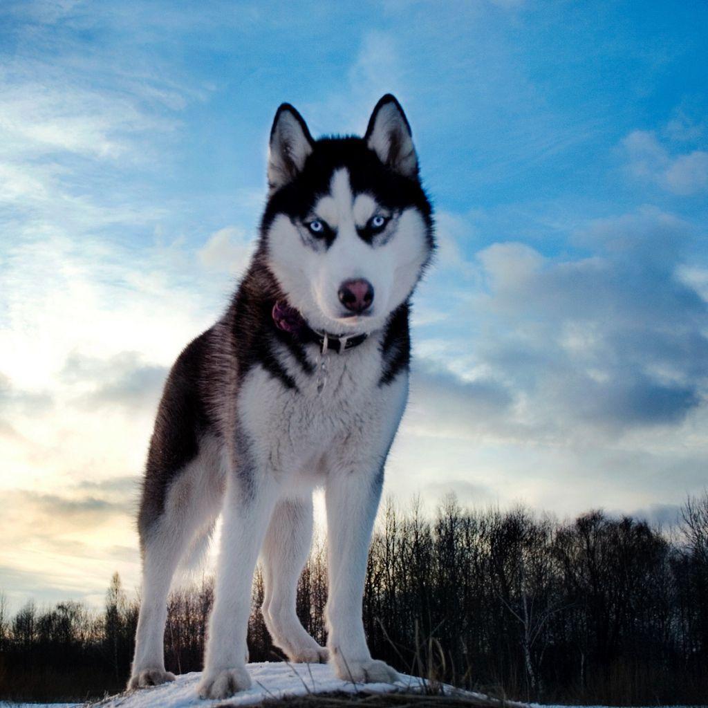Husky Wallpaper, High Quality Husky Background and Wallpaper