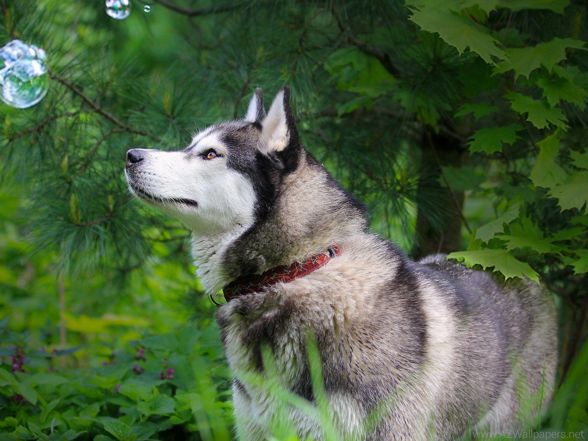 Husky Siberian Husky HD Huskies Wallpaper Siberian Husky