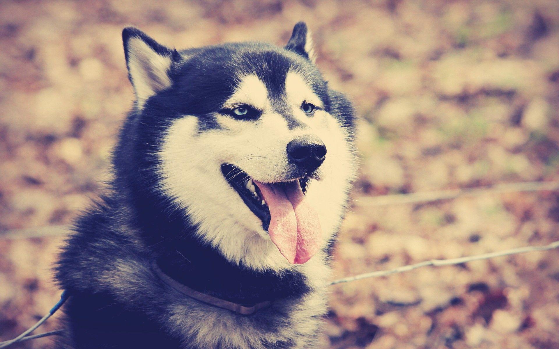 Husky Dog Wallpaper