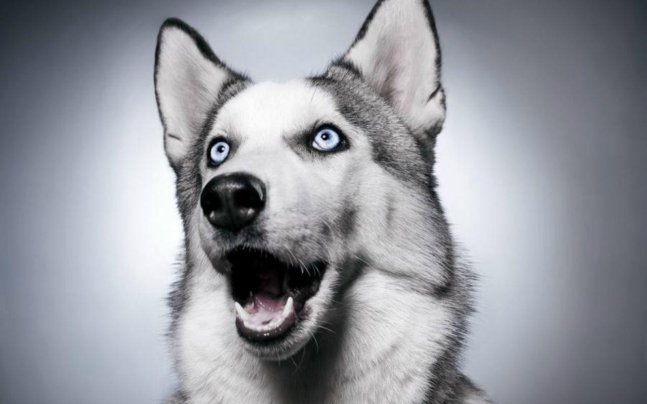 Christmas Husky Wallpaper