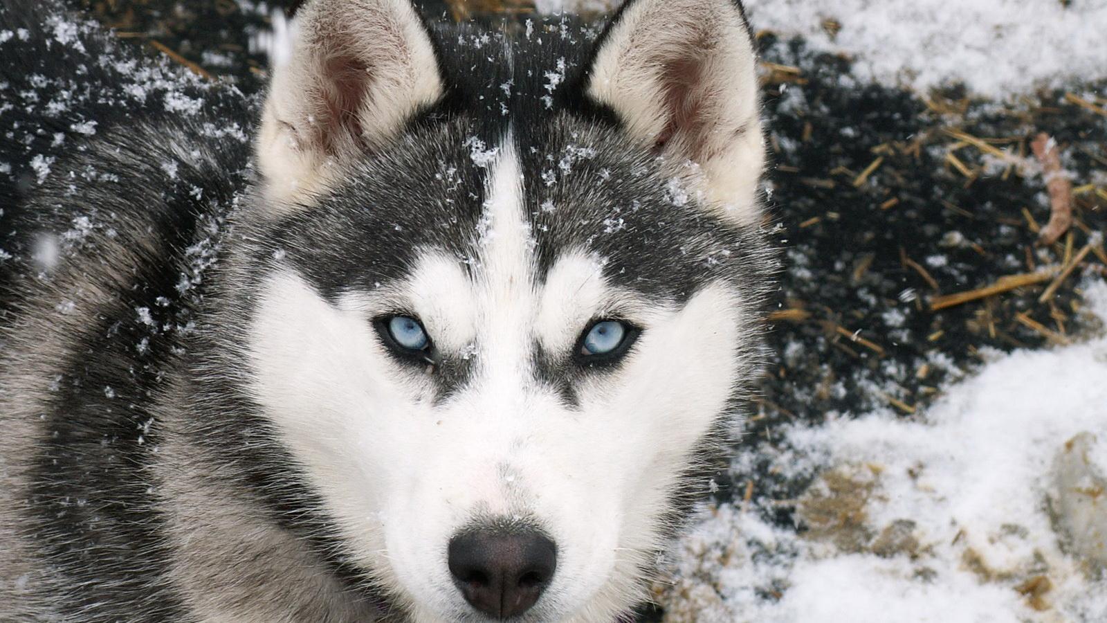 Husky Wallpaper HD Play Store revenue & download