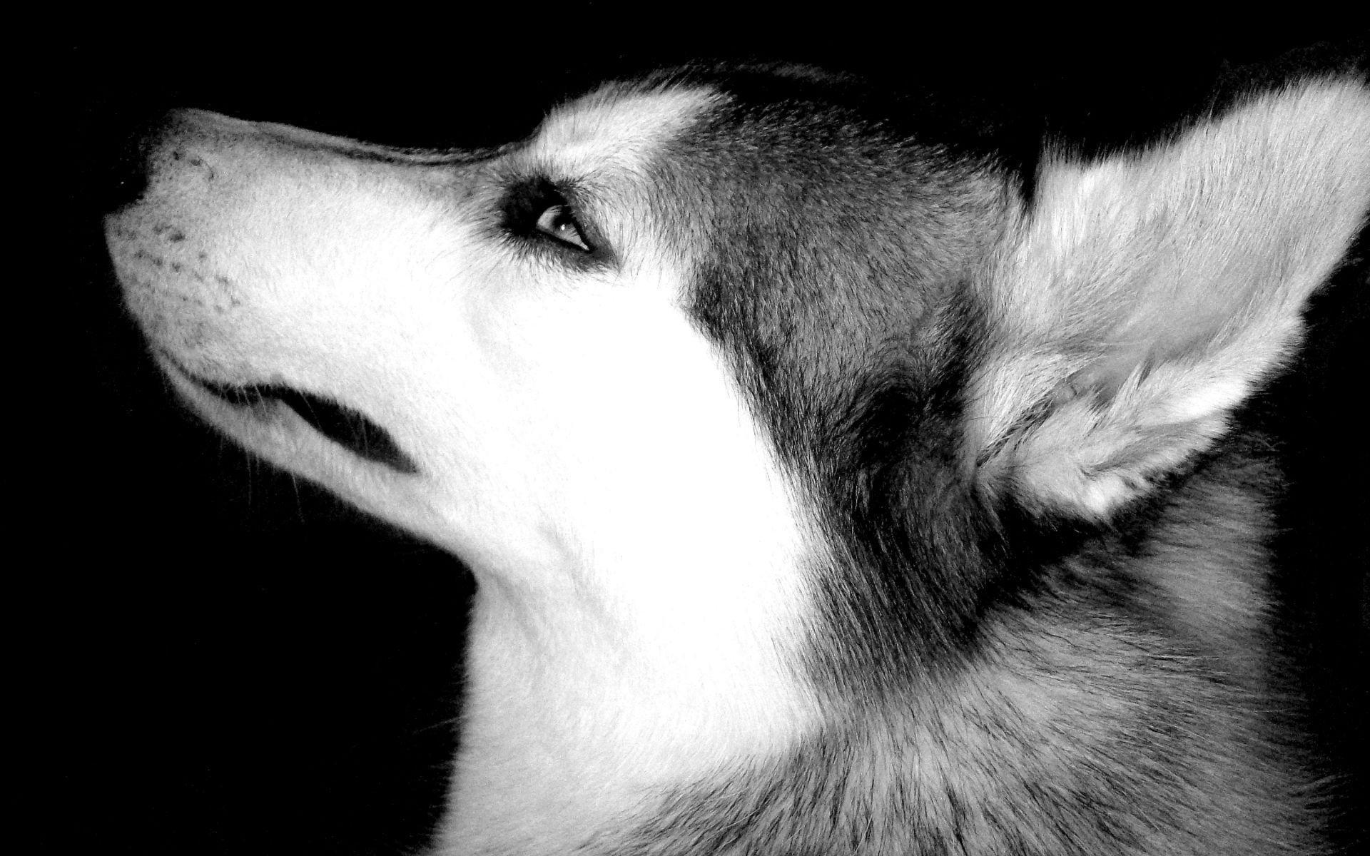 Siberian Husky Blue Eyes Wallpaper Picture. Online Image