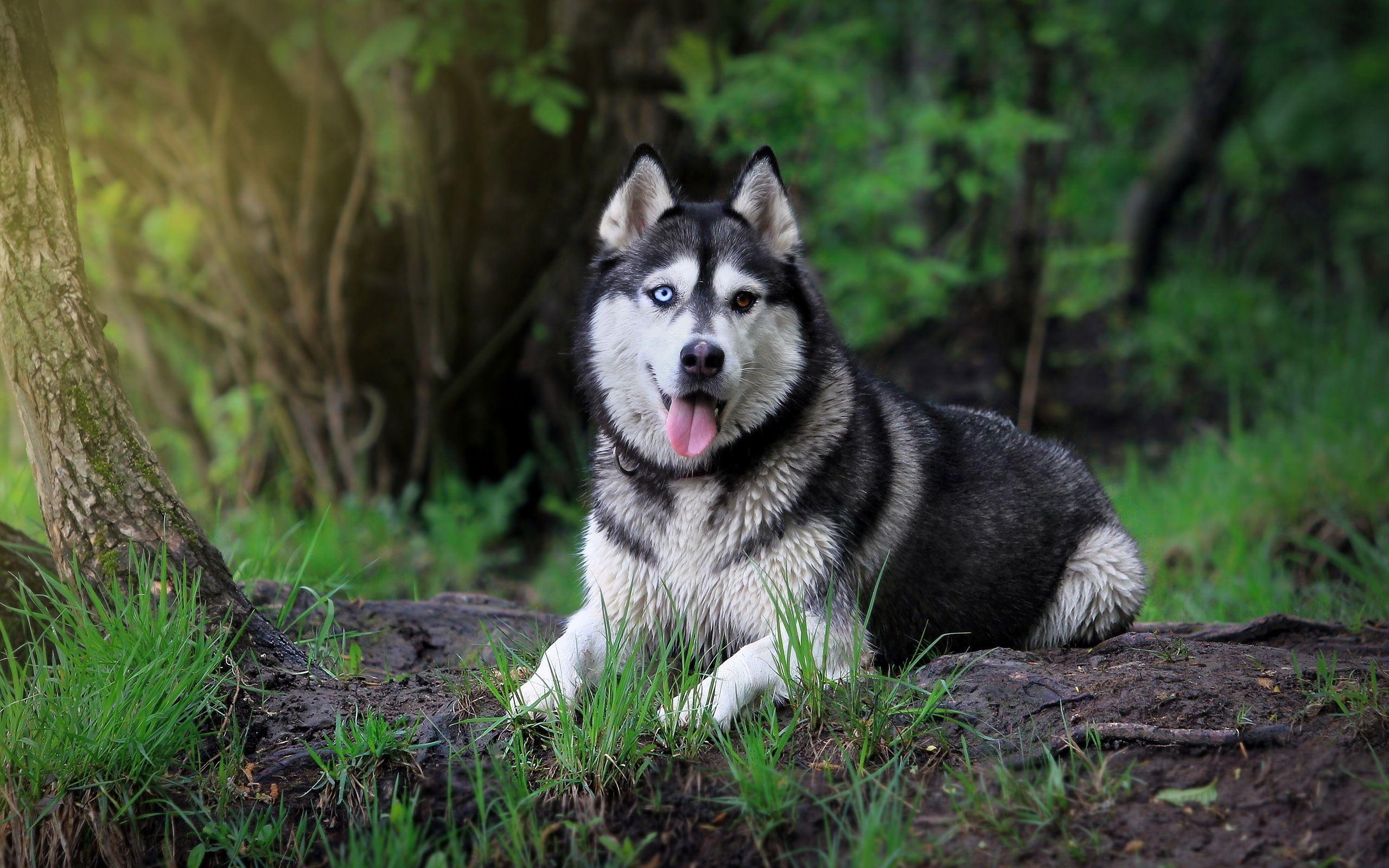 Fantastic HD Husky Wallpaper