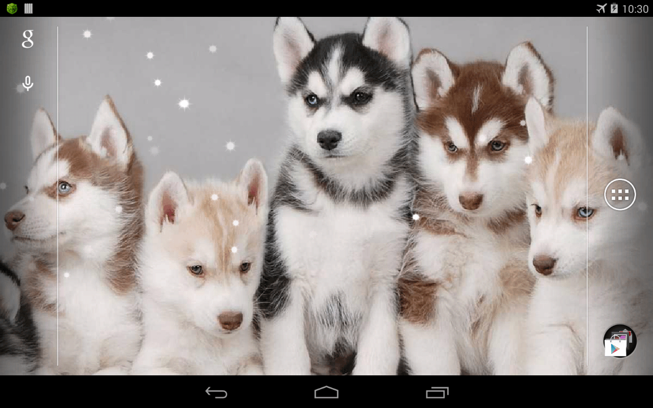Husky Live Wallpaper Apps on Google Play