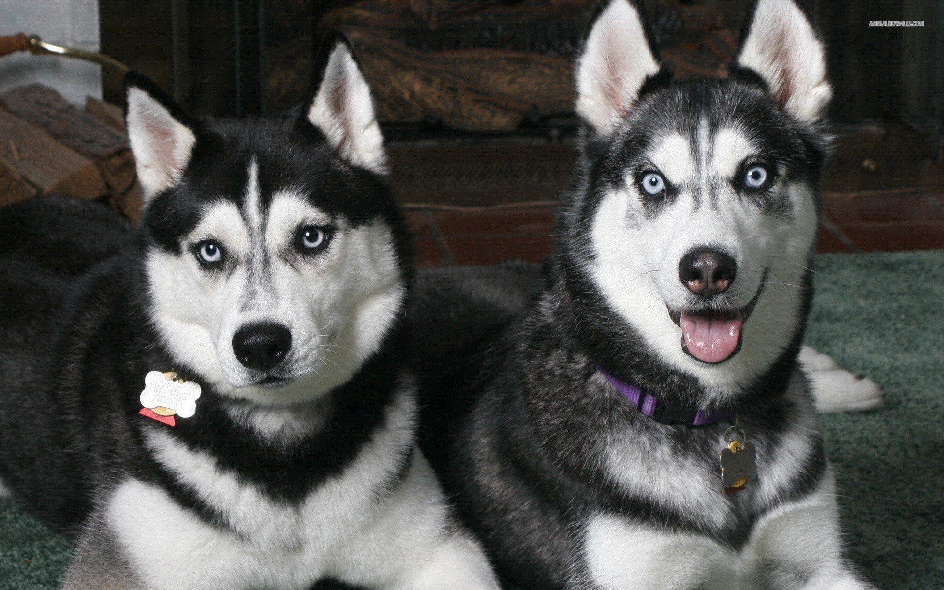 Siberian Huskies Wallpaper